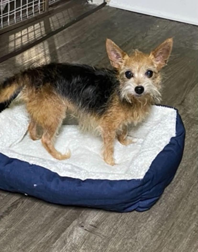 Enlarge Manny, a Adoptable Yorkshire Terrier in Saint Charles, MO image 6/6