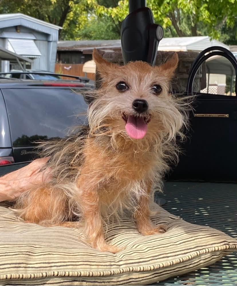 Enlarge Manny, a Adoptable Yorkshire Terrier in Saint Charles, MO image 2/6