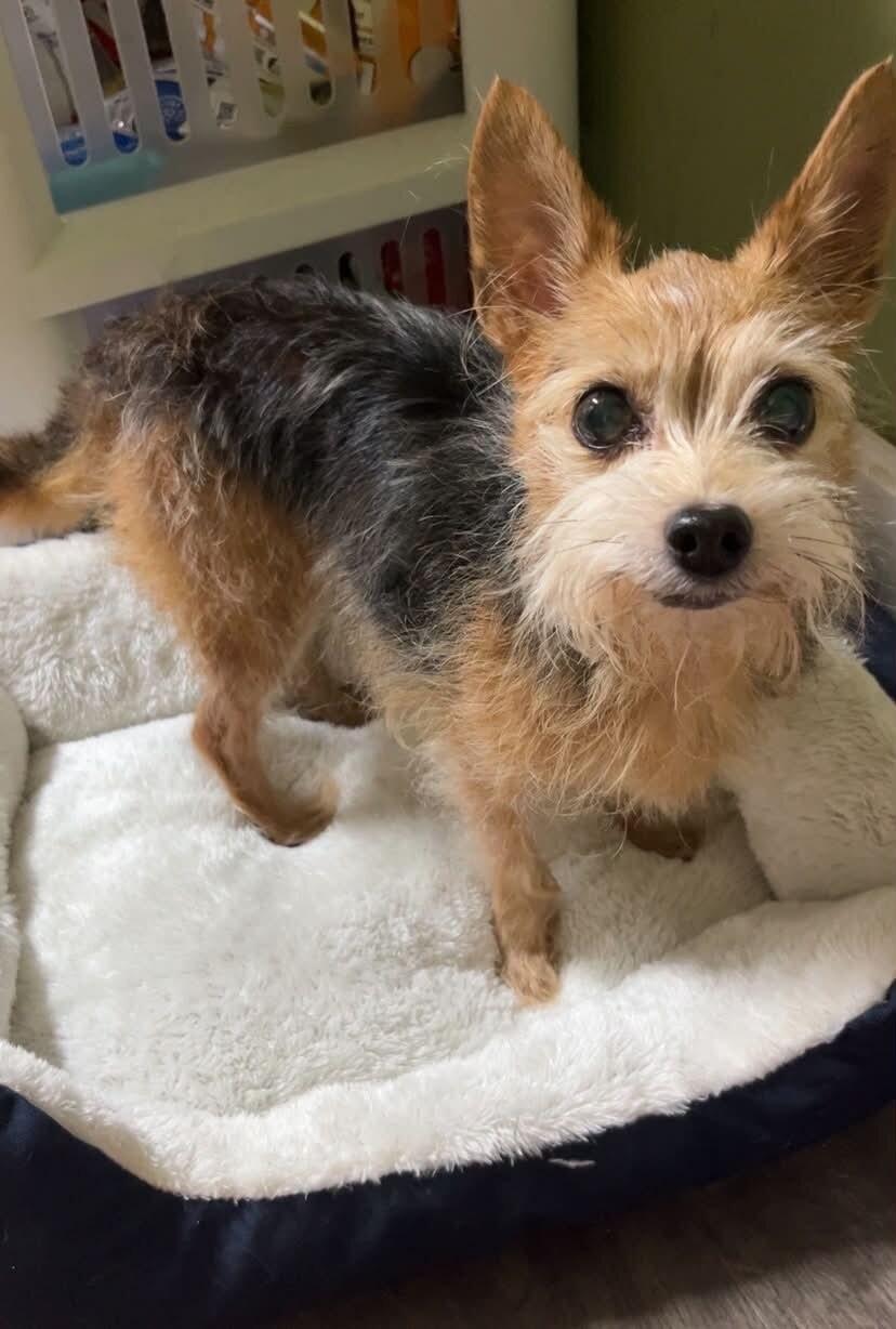 Manny, Adoptable, Senior Male Yorkshire Terrier.