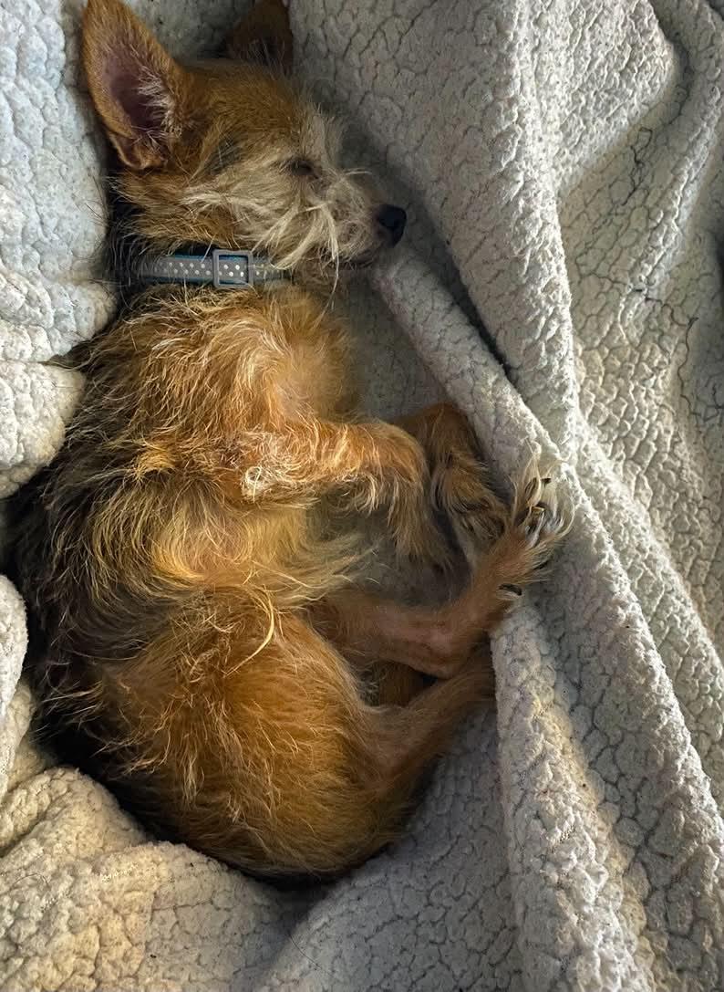 Enlarge Manny, a Adoptable Yorkshire Terrier in Saint Charles, MO image 5/6