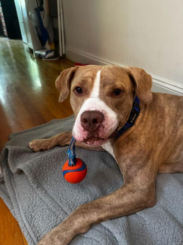 Enlarge Knickolas, a Adoptable mixed breed in New York, NY image 1/1