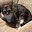 TEO - URGENT FOR FOSTER OR ADOPTION, ADOPTABLE, Adult Male Tabby.