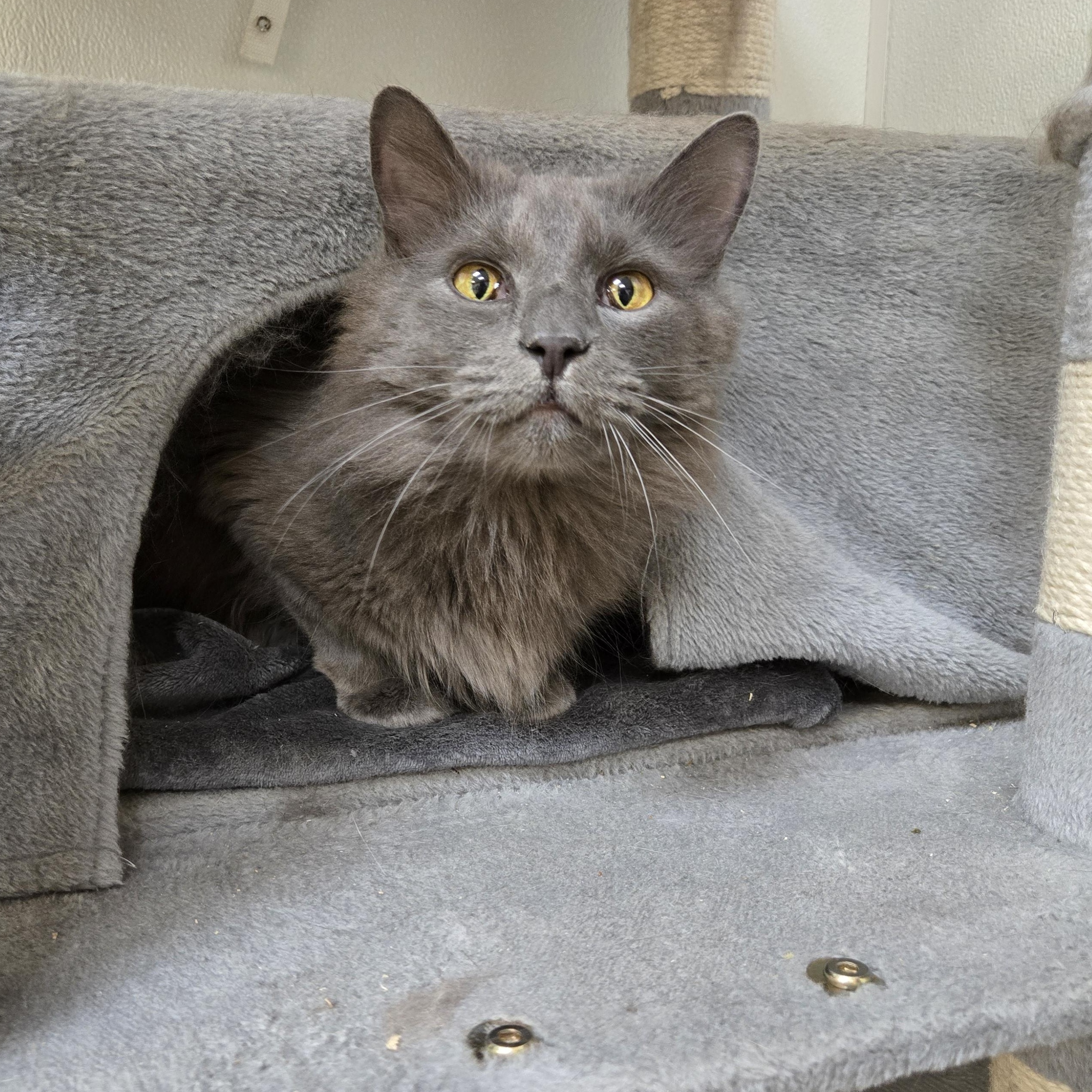Bentley, an adoptable Domestic Long Hair in Paris, ME, 04271 | Photo Image 1