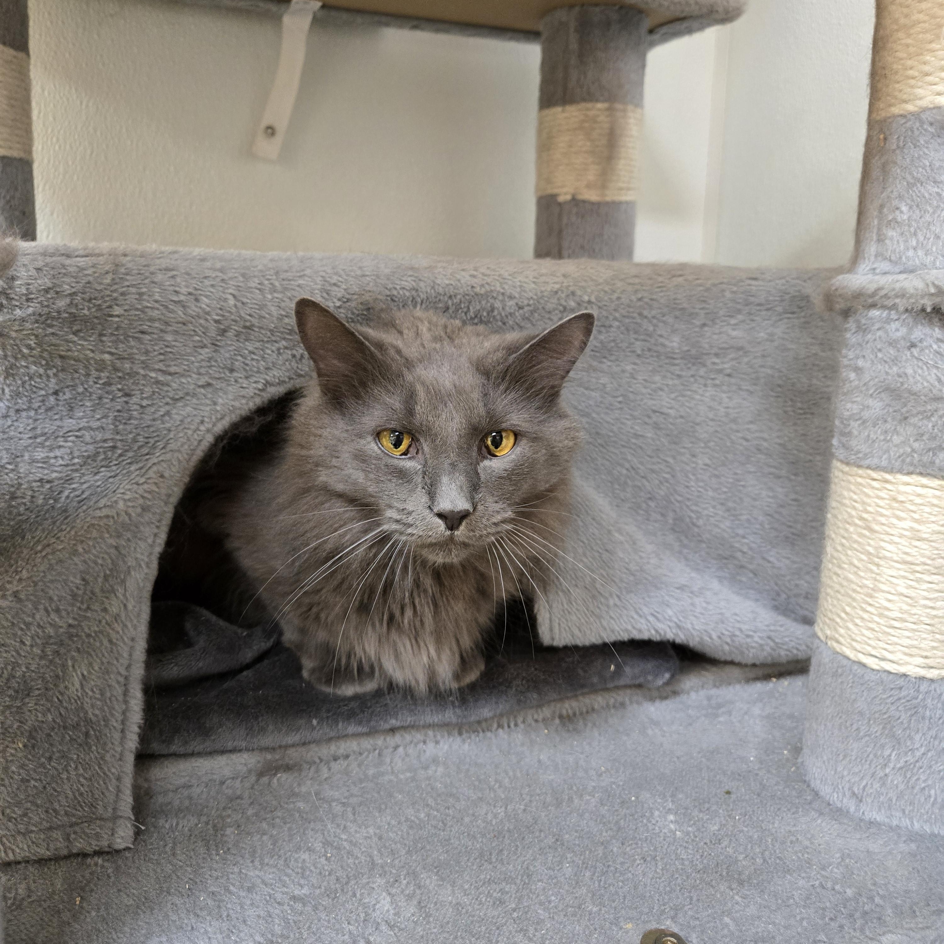 Bentley, an adoptable Domestic Long Hair in Paris, ME, 04271 | Photo Image 2
