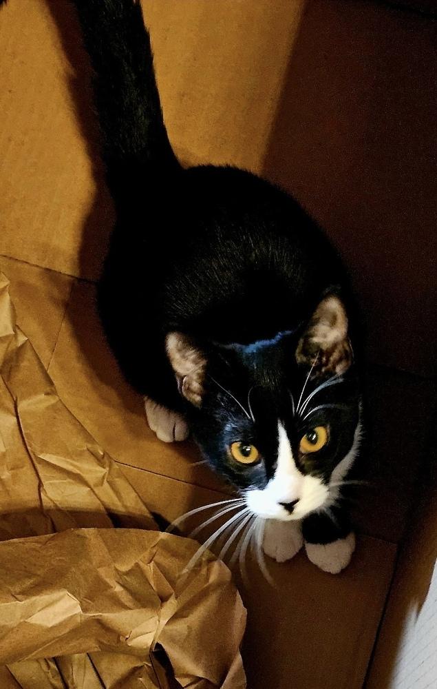 Enlarge Lana, a Adoptable mixed breed in Jackson, GA image 1/6