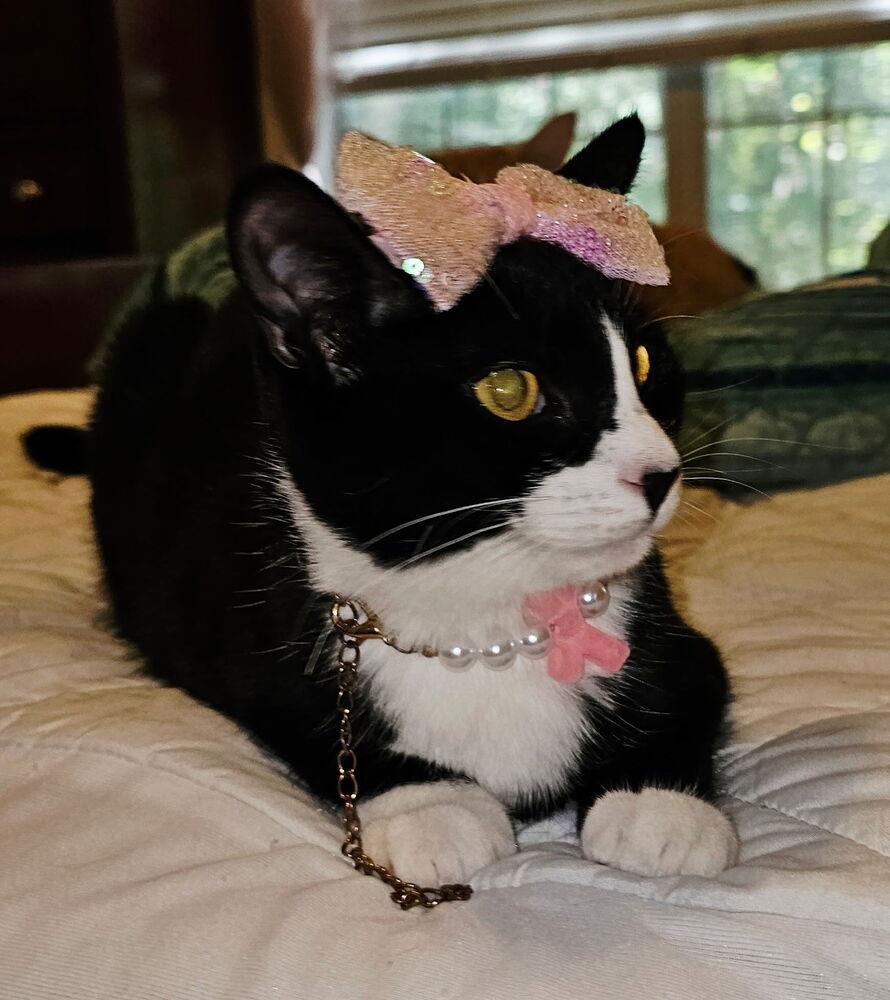 Enlarge Lana, a Adoptable mixed breed in Jackson, GA image 2/6