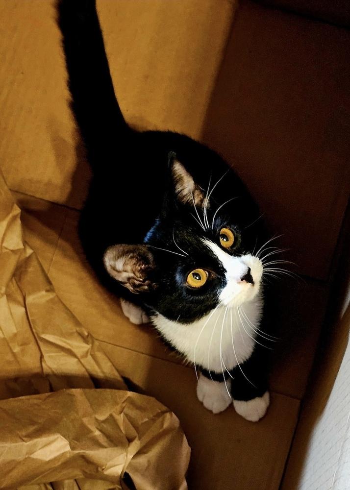 Enlarge Lana, a Adoptable mixed breed in Jackson, GA image 4/6