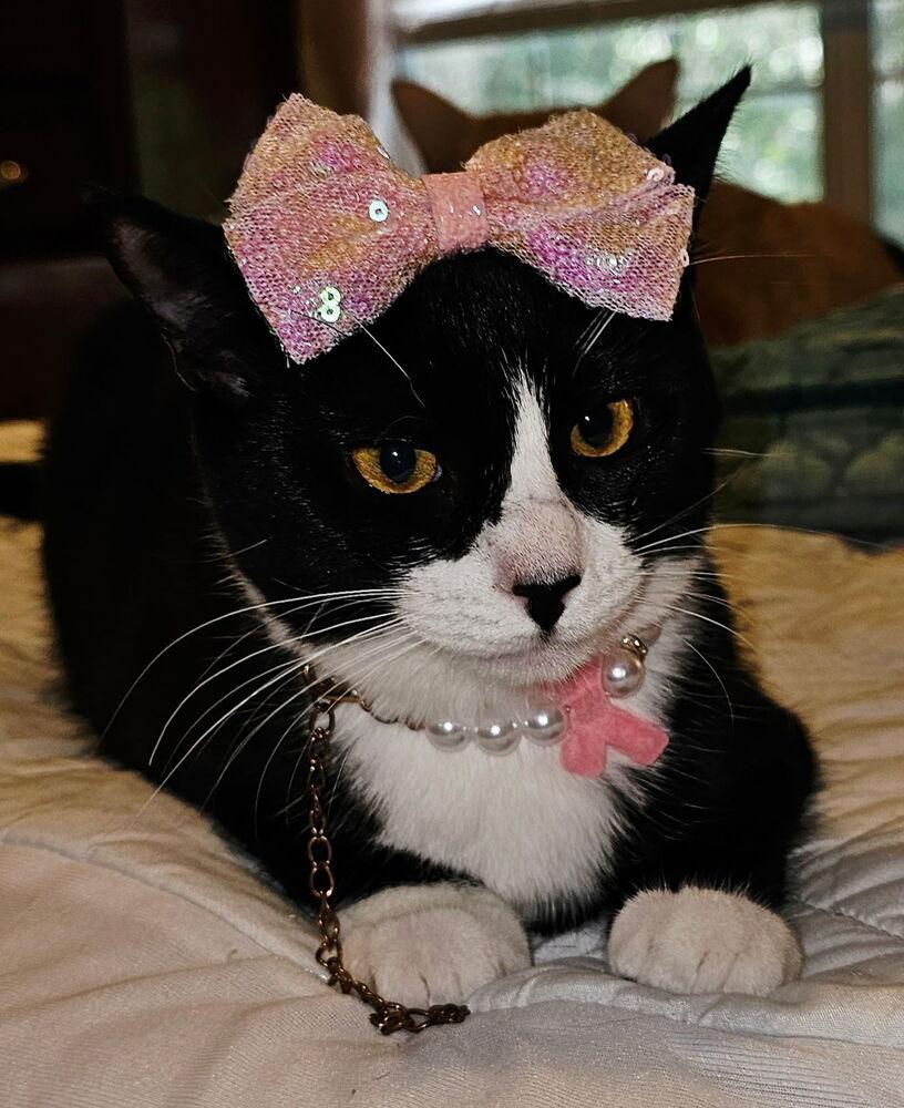 Enlarge Lana, a Adoptable mixed breed in Jackson, GA image 6/6