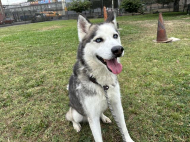 Enlarge CHATO, a Adoptable Husky in Los Angeles, CA image 2/2