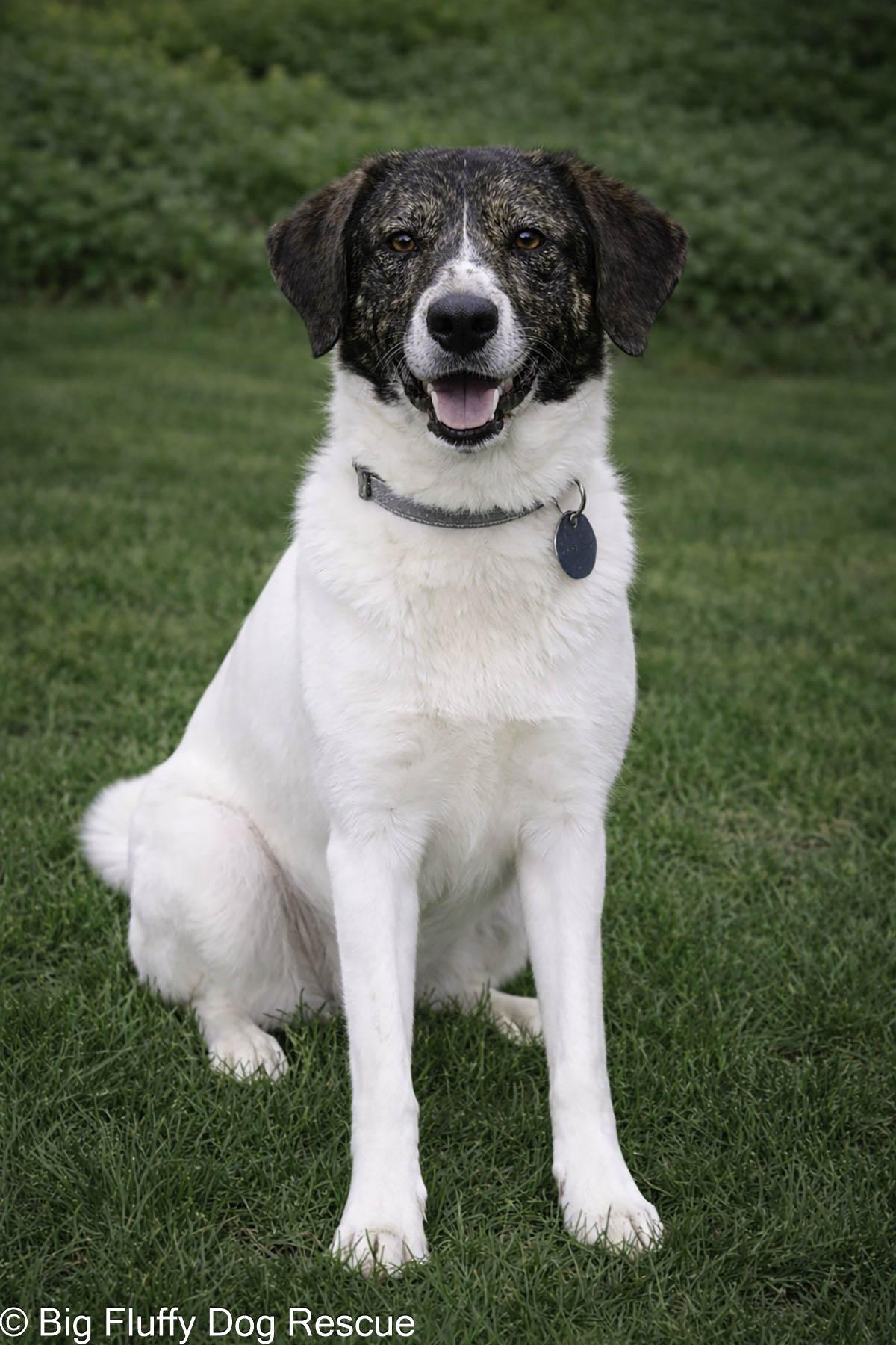 Enlarge Tavish, an adopted mixed breed in Inwood, WV image 2/3