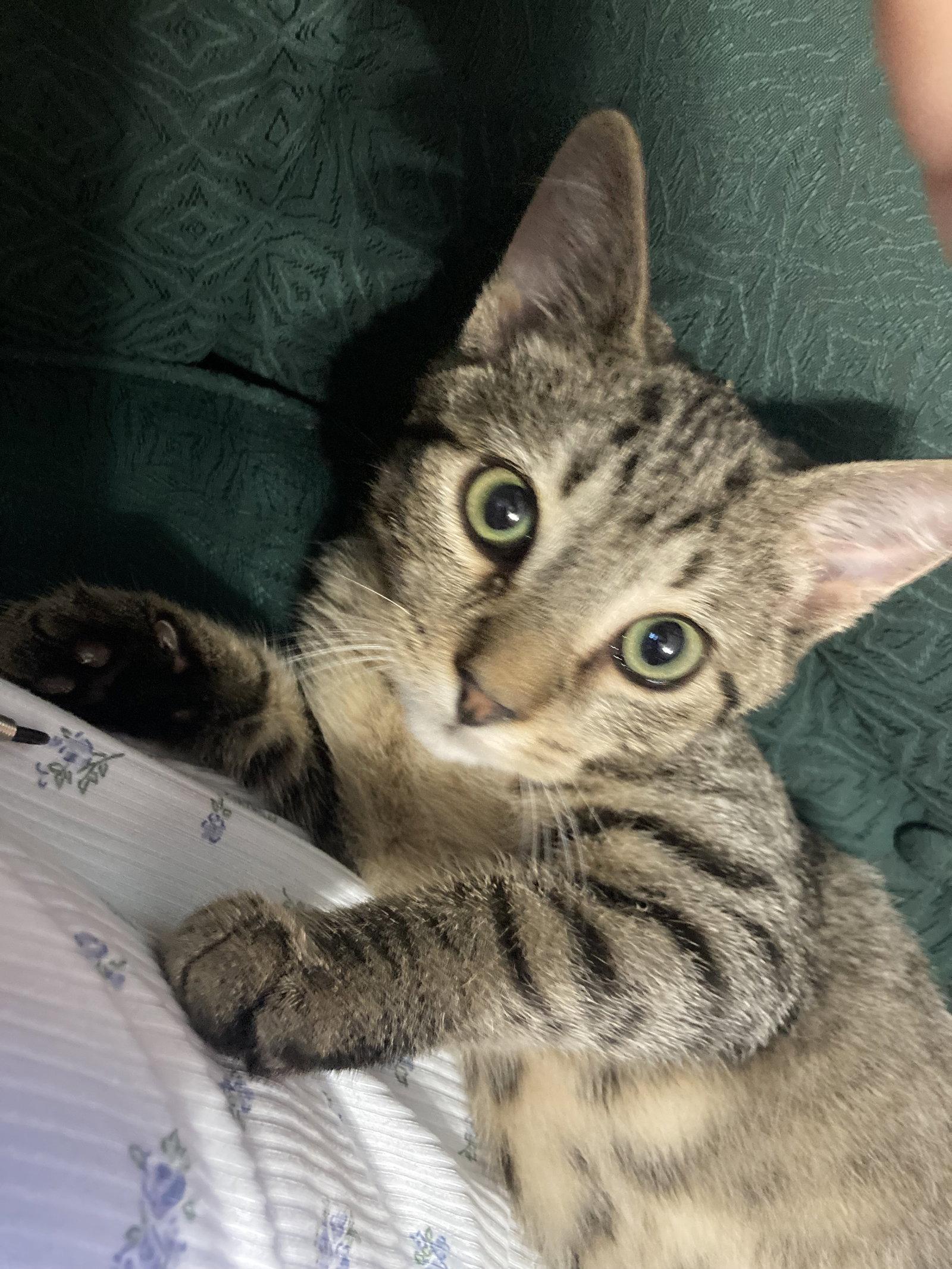 Quill, Willow Grove Area, (FCID 07/22/2026-137), Adoptable, Young Male Domestic Short Hair.