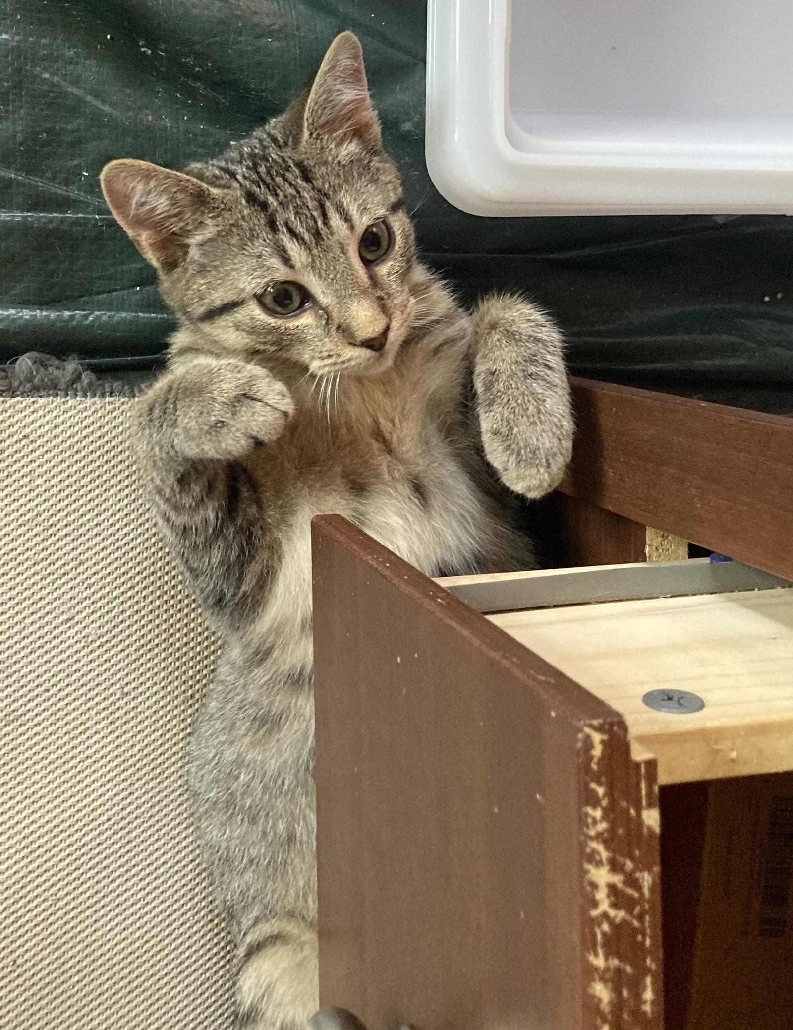 Enlarge Quill, Willow Grove Area, (FCID 07/22/2026-137), a Adoptable Domestic Short Hair in Greenville, DE image 2/3
