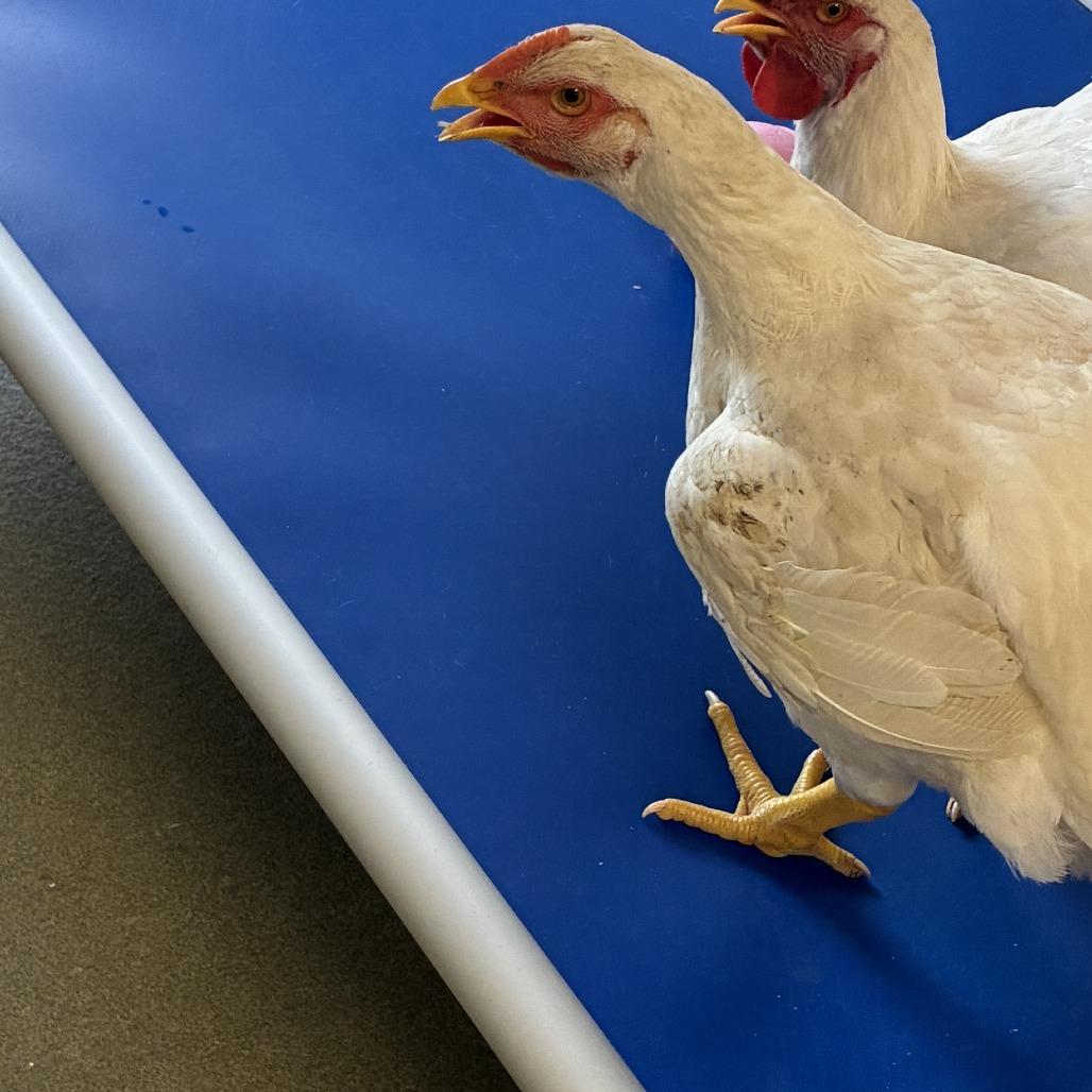 72638, Adoptable, Young Female Chicken.