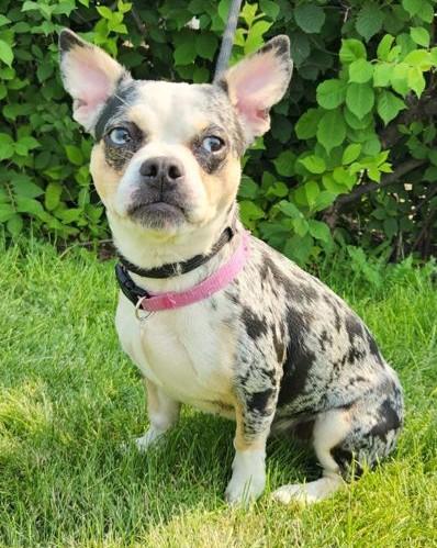 Sweetie, ADOPTABLE, Young Female Boston Terrier & Chihuahua.