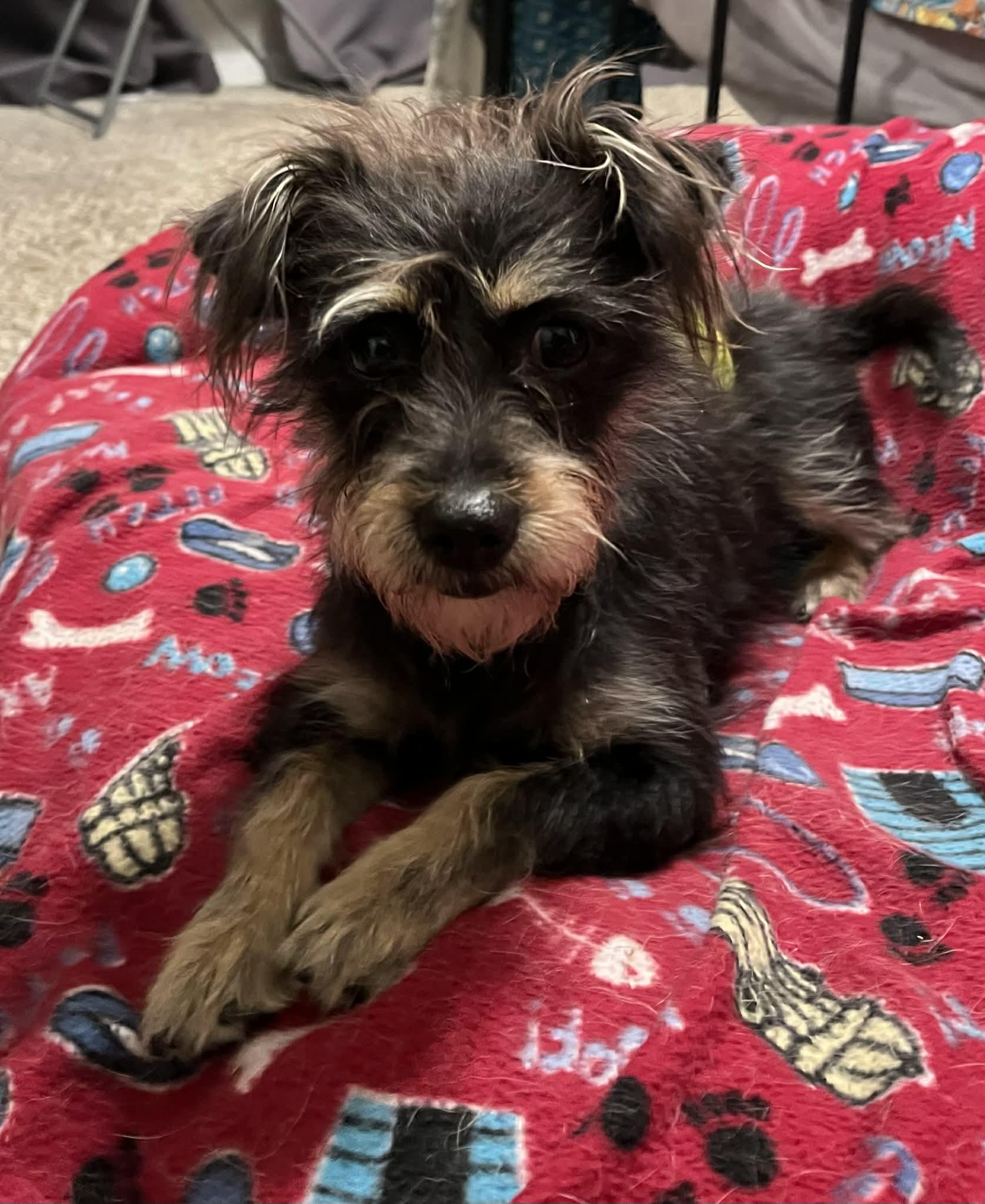 Enlarge Archie, an adoption pending mixed breed in Temple, TX image 1/6