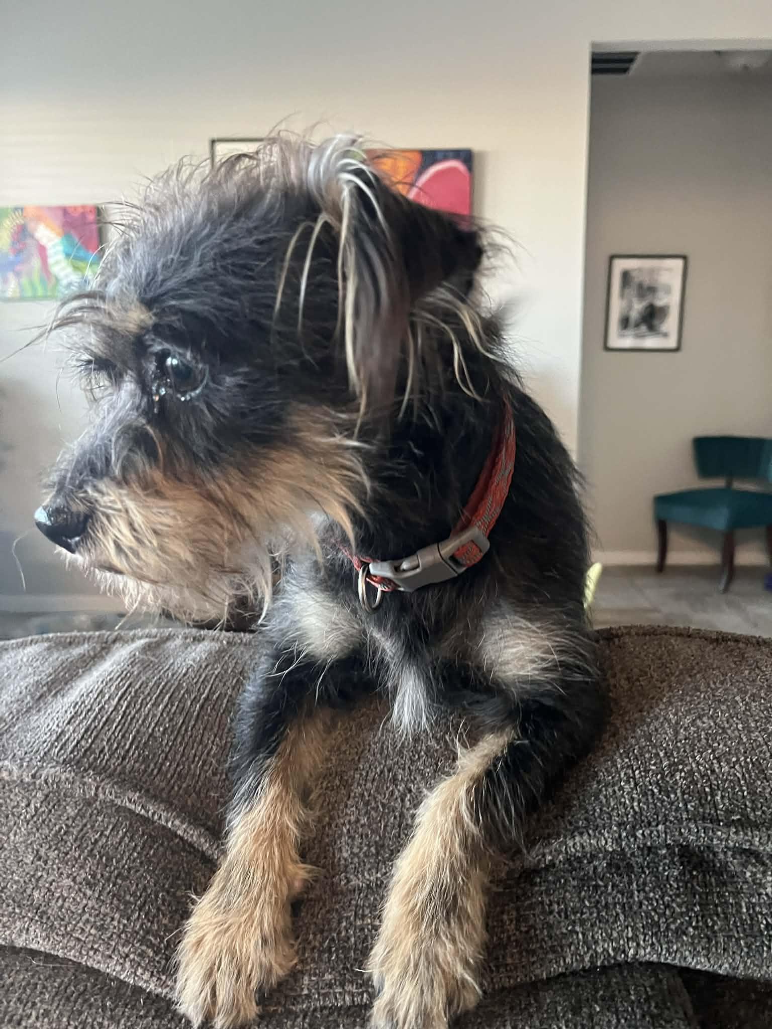 Enlarge Archie, an adoption pending mixed breed in Temple, TX image 5/6