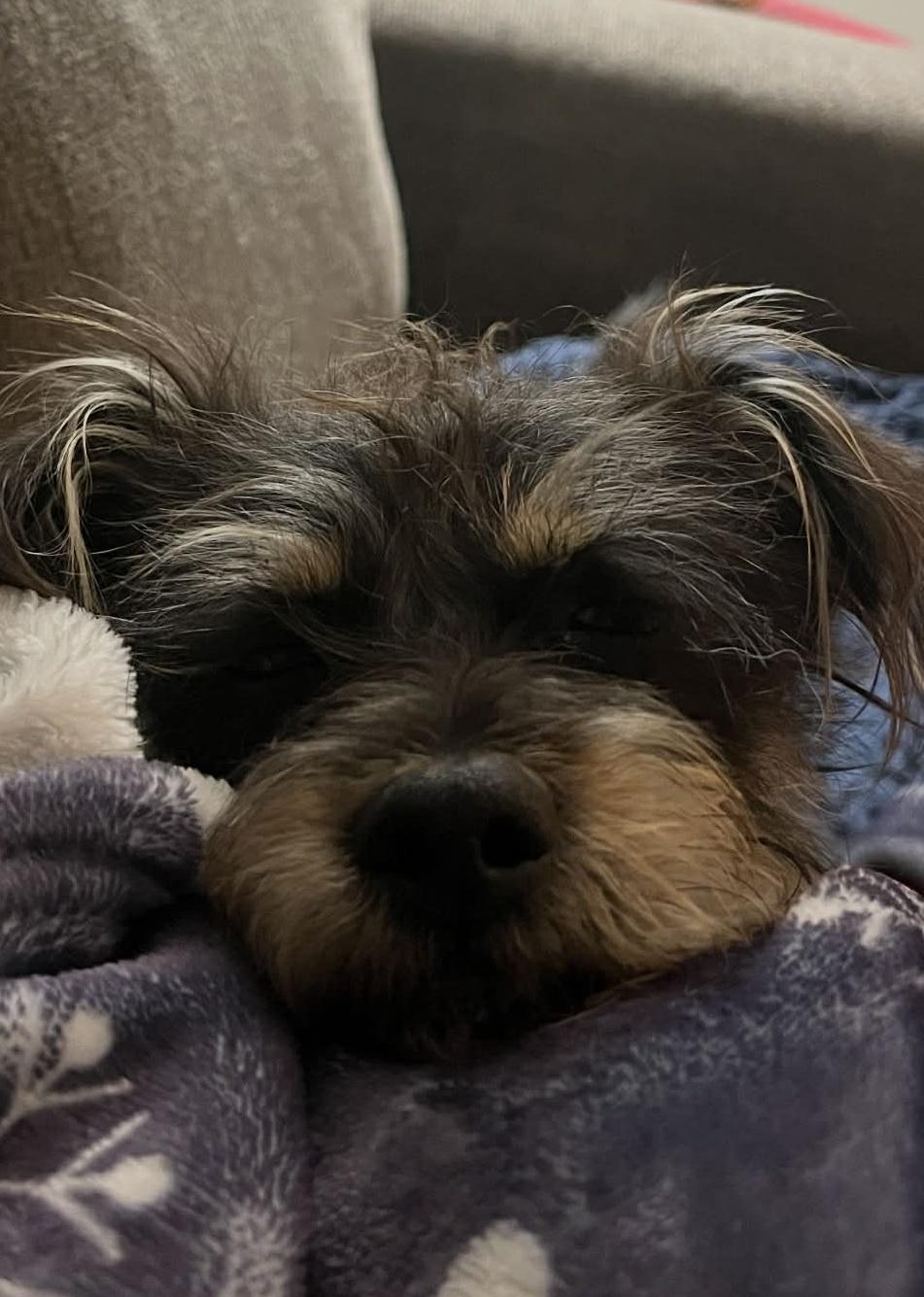 Enlarge Archie, an adoption pending mixed breed in Temple, TX image 4/6