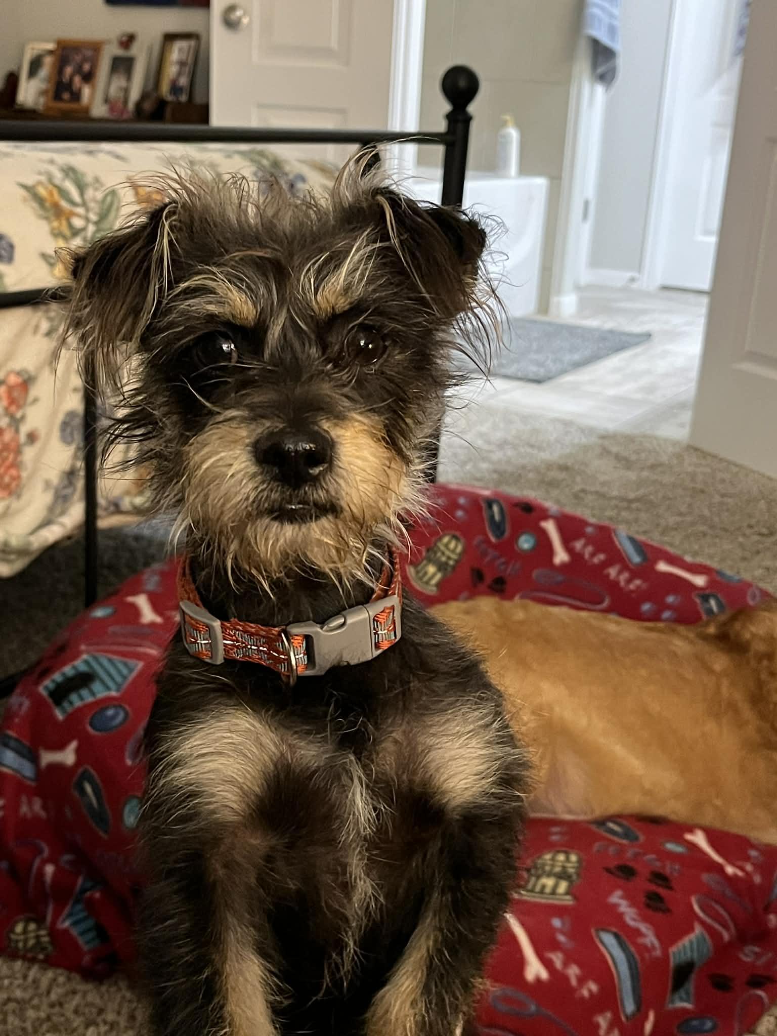 Enlarge Archie, an adoption pending mixed breed in Temple, TX image 2/6