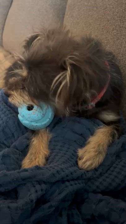 Enlarge Archie, an adoption pending mixed breed in Temple, TX video 6/6