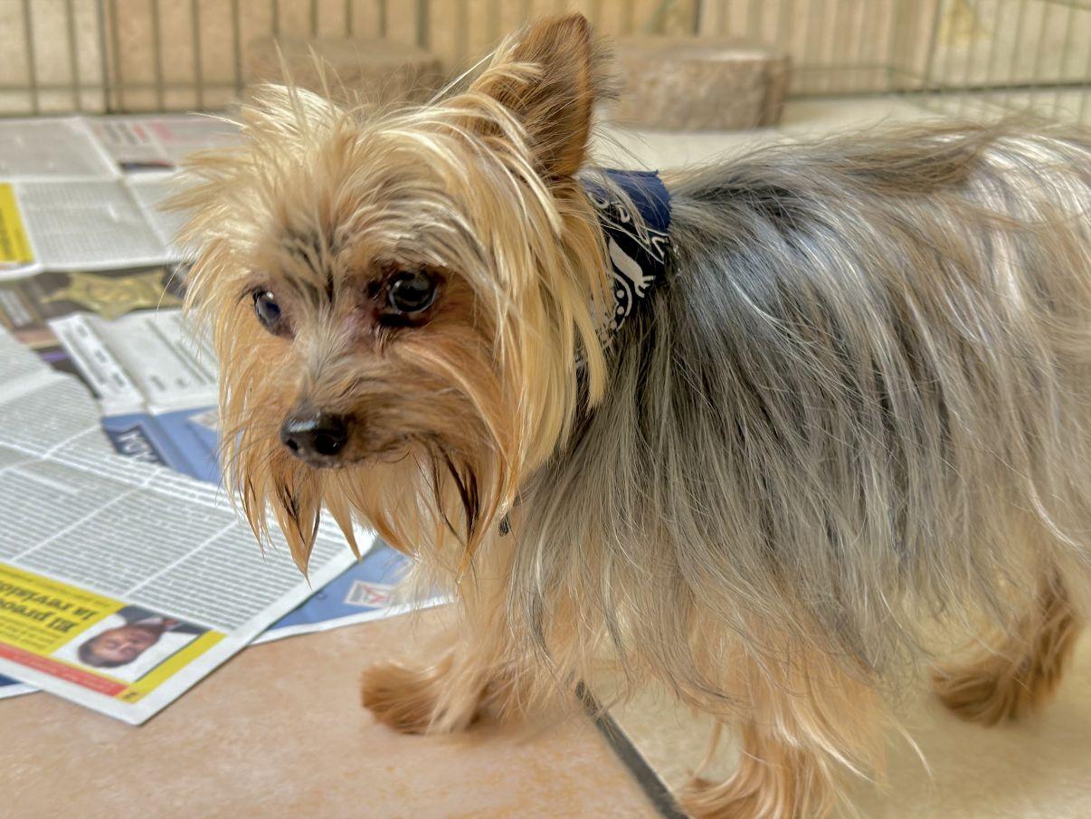 Astro, an adopted Yorkshire Terrier in El Paso, TX image 4/6