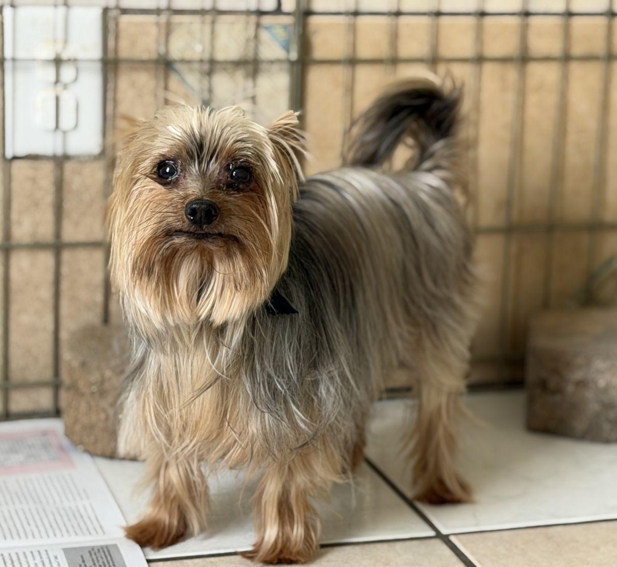 Astro, adopted, Adult Male Yorkshire Terrier.