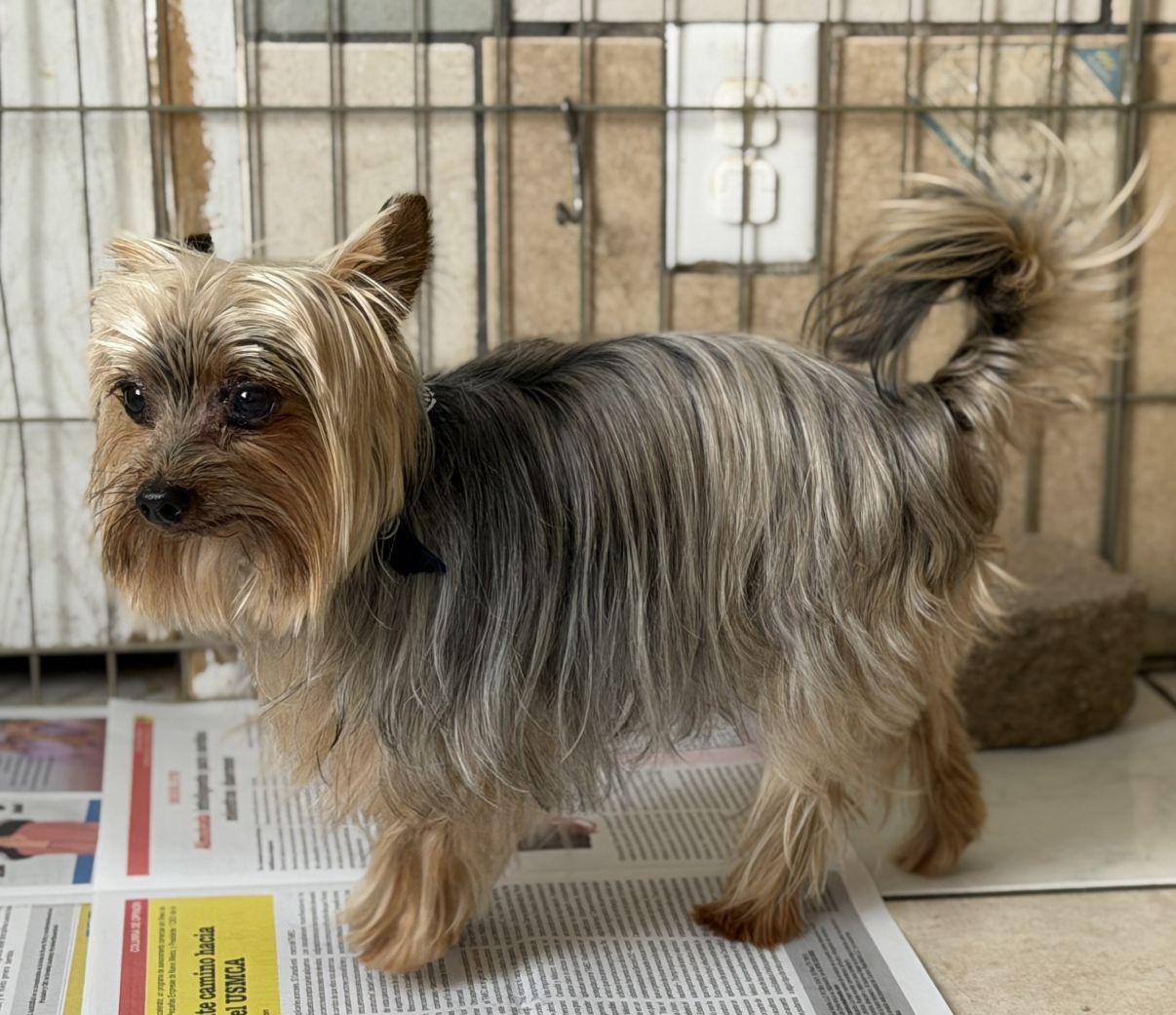 Astro, an adopted Yorkshire Terrier in El Paso, TX image 6/6