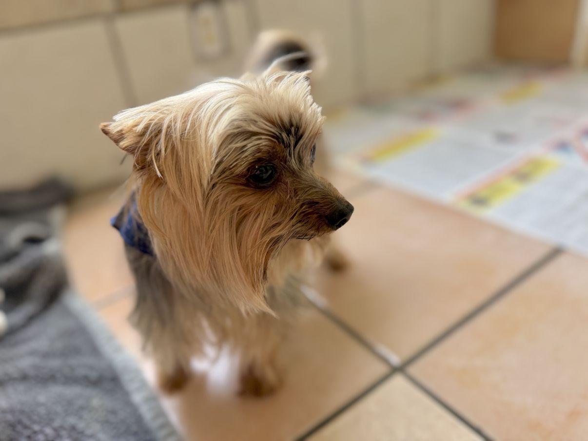 Astro, an adopted Yorkshire Terrier in El Paso, TX image 3/6