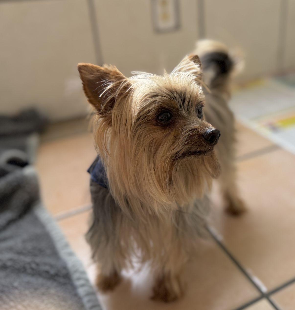 Astro, an adopted Yorkshire Terrier in El Paso, TX image 5/6