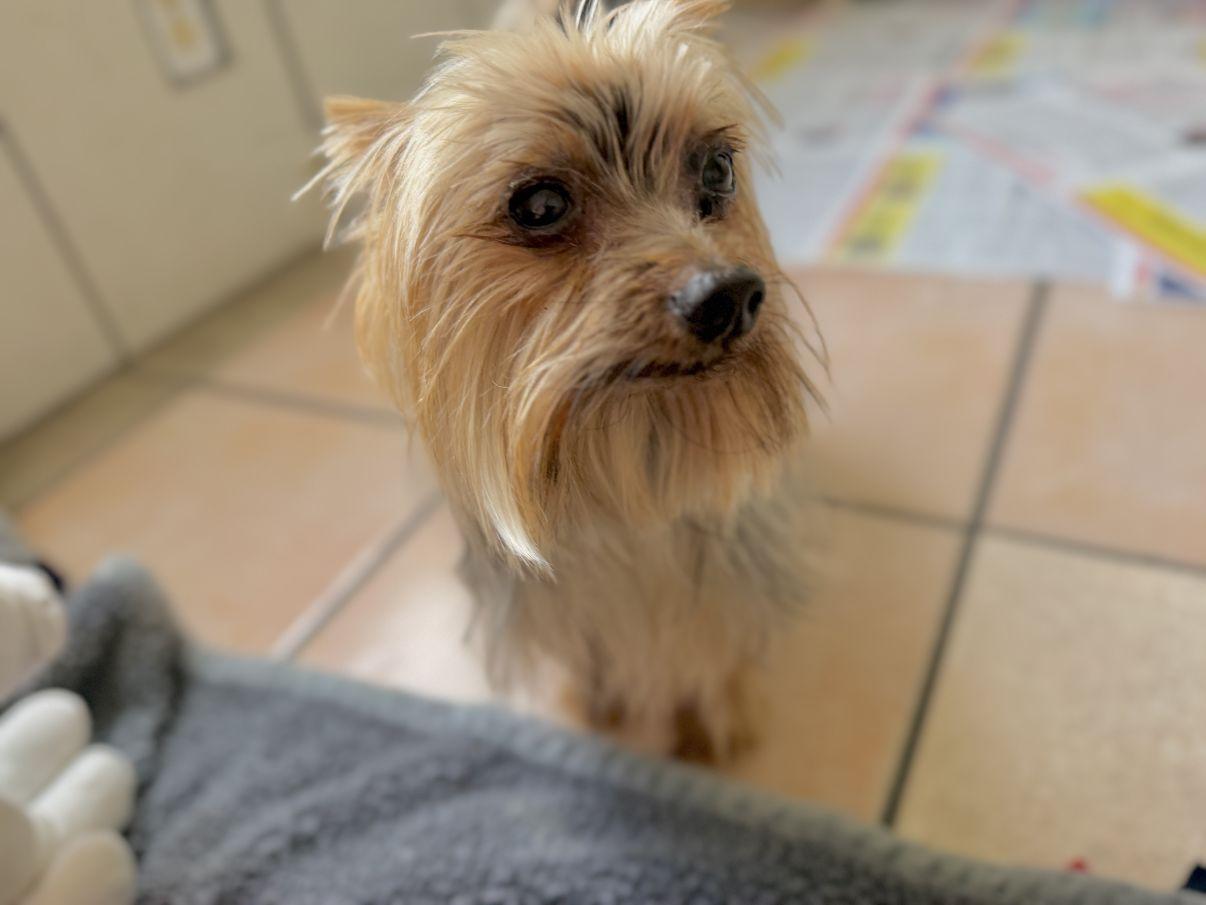 Astro, an adopted Yorkshire Terrier in El Paso, TX image 2/6