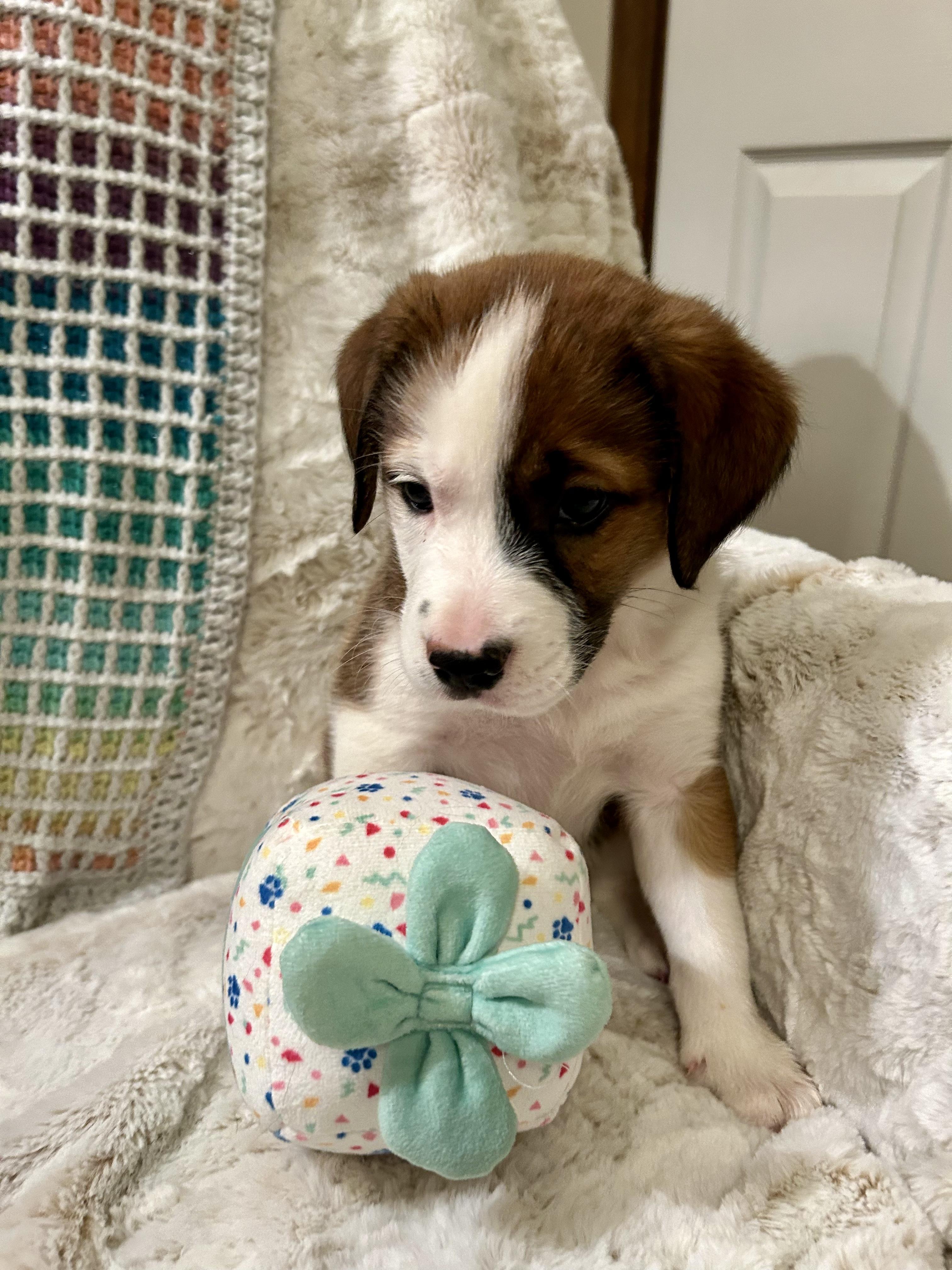 Enlarge Hoss, an adopted mixed breed in Fosters, AL image 4/4