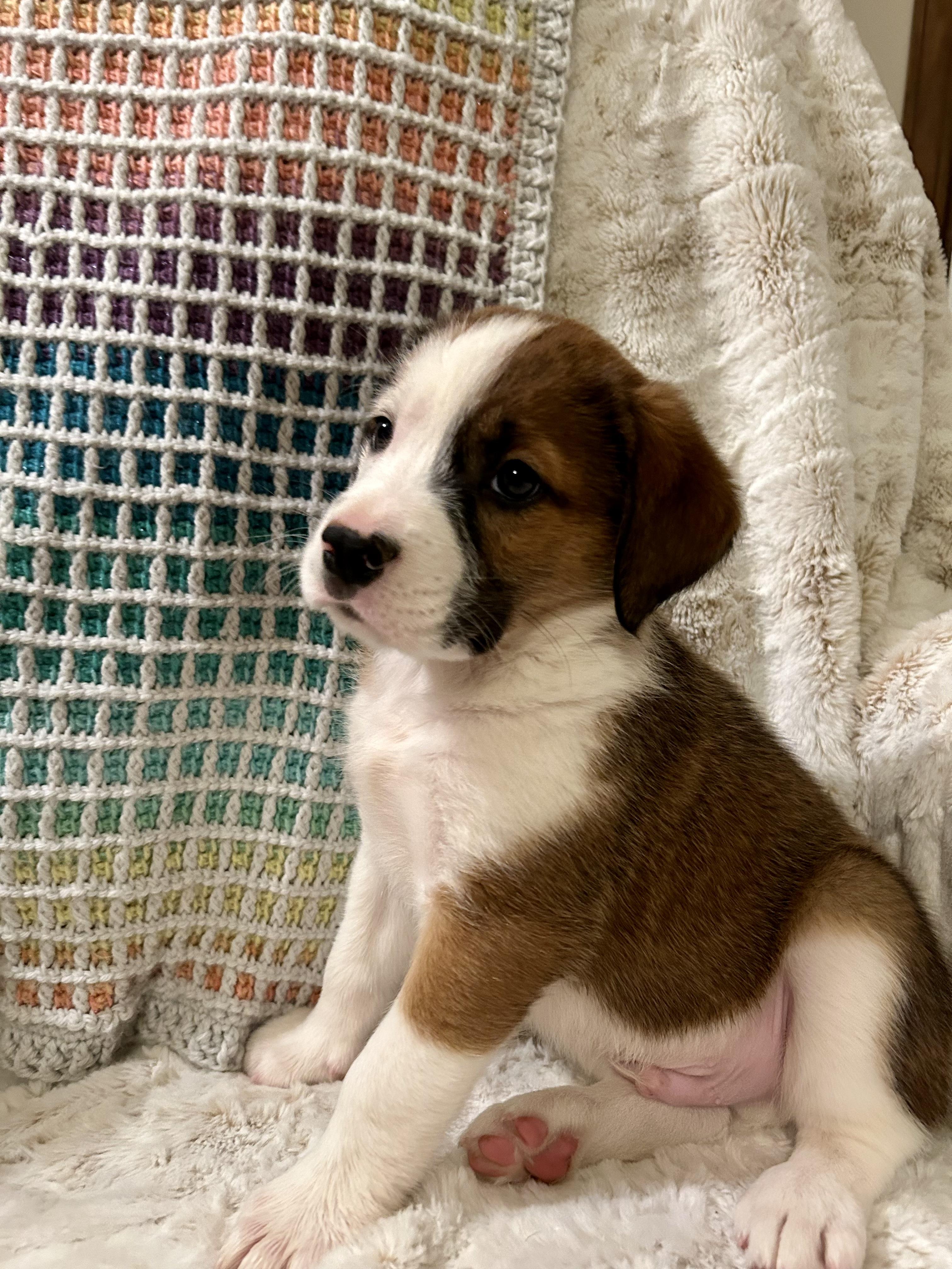 Enlarge Hoss, an adopted mixed breed in Fosters, AL image 3/4