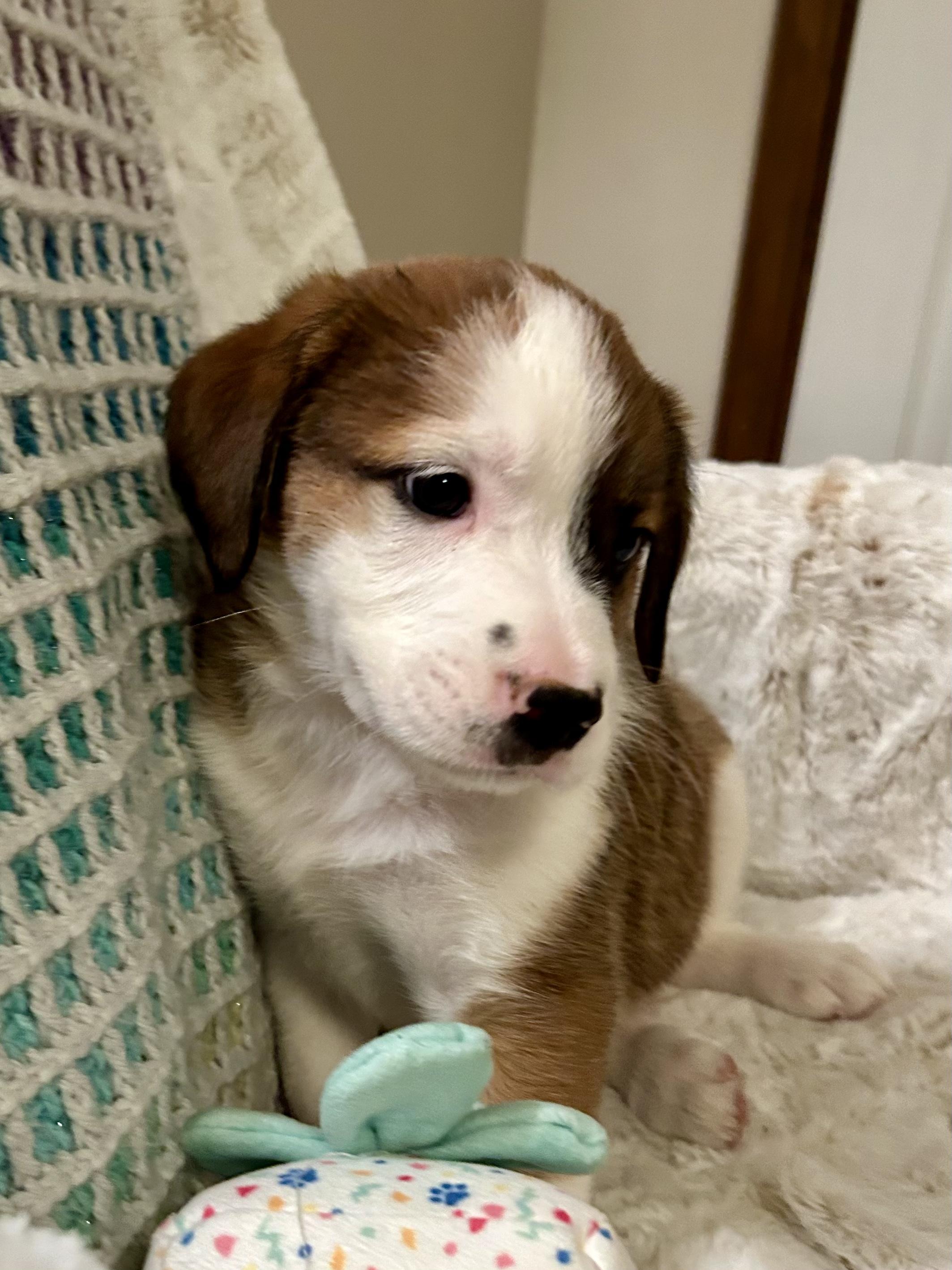 Enlarge Hoss, an adopted mixed breed in Fosters, AL image 2/4