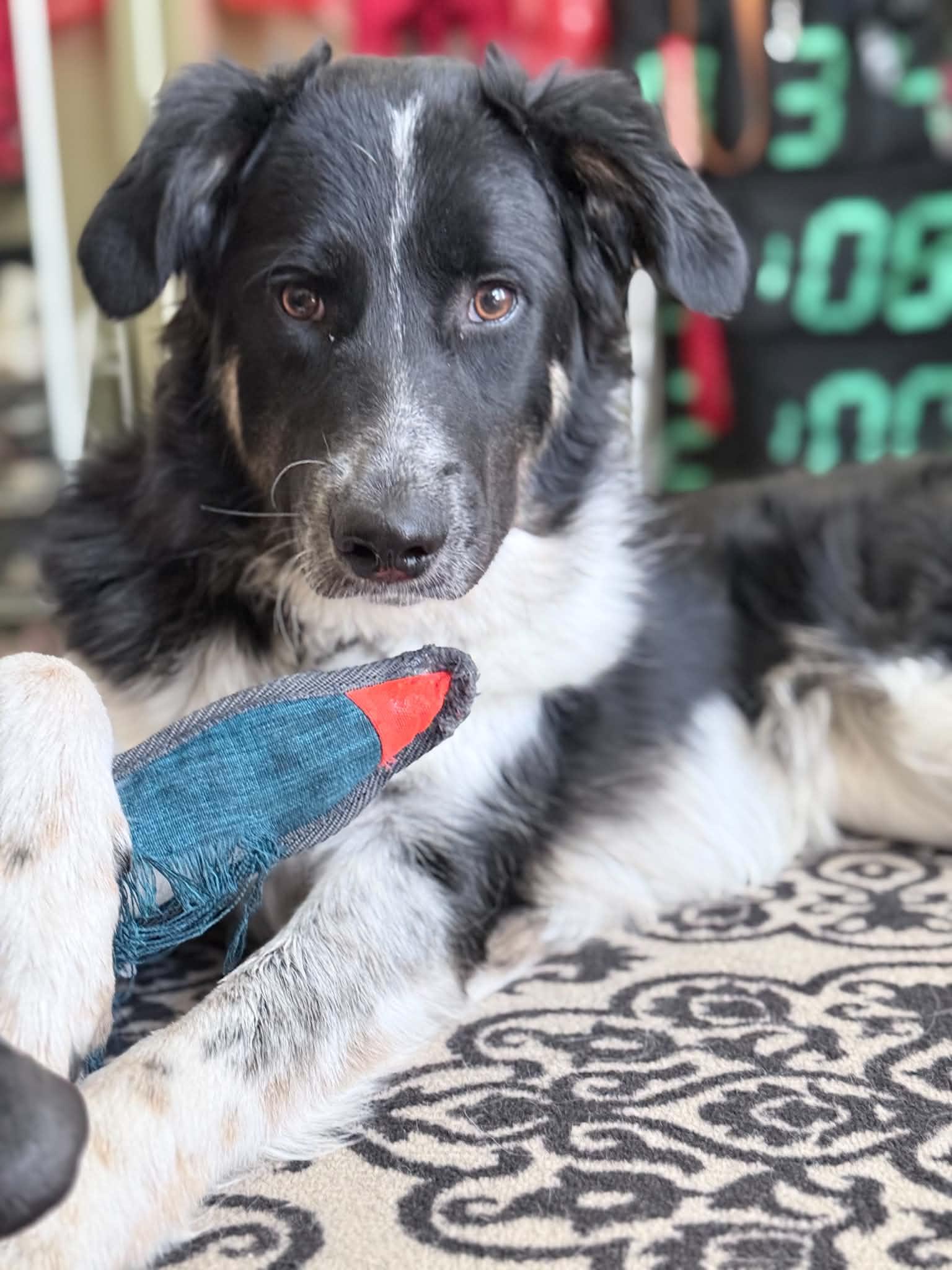 Tanya, adopted, Young Female Border Collie.