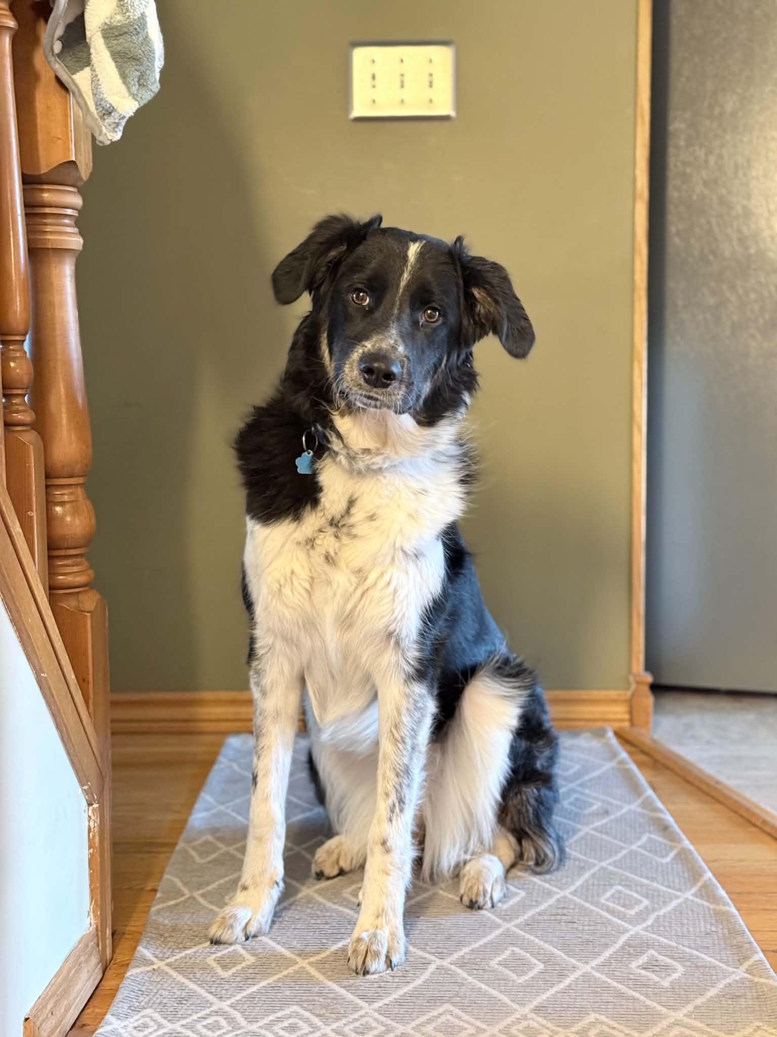 Enlarge Tanya, an adopted mixed breed in Winnipeg, MB image 3/4
