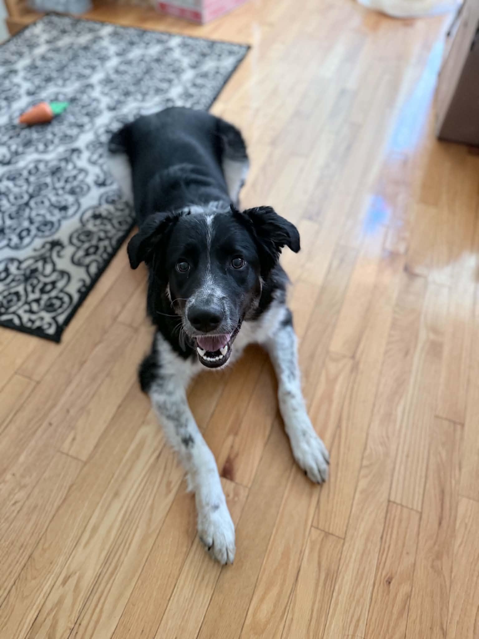 Enlarge Tanya, an adopted mixed breed in Winnipeg, MB image 2/4