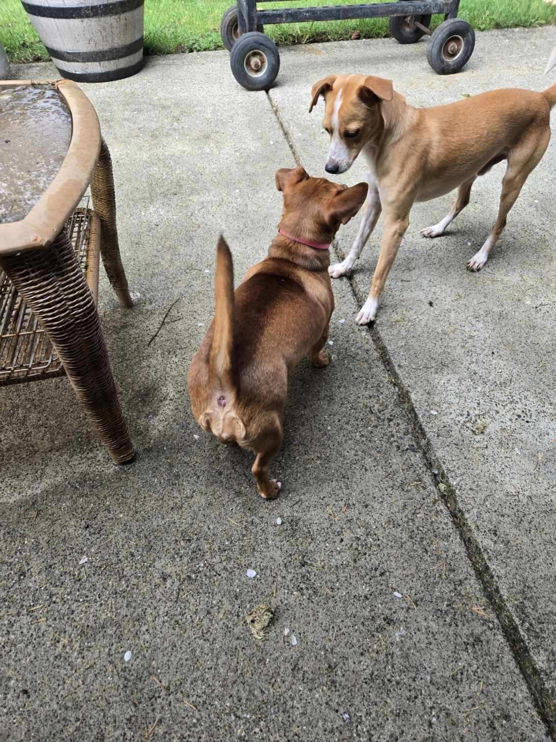 Mr. Red, a ADOPTABLE mixed breed in Lacey, WA image 3/5