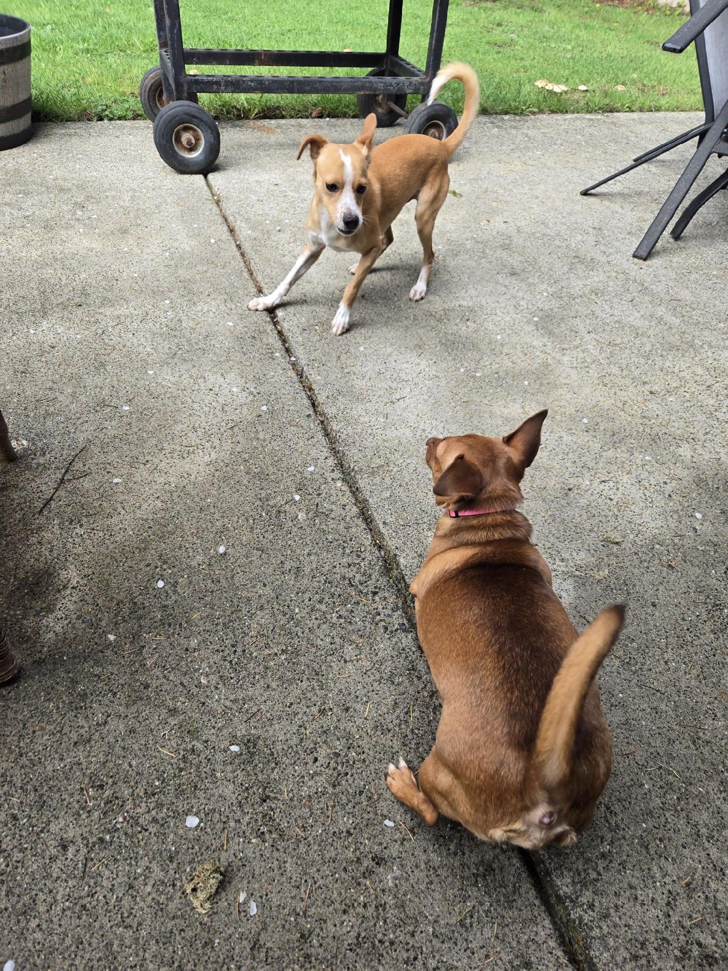 Mr. Red, a ADOPTABLE mixed breed in Lacey, WA image 5/5