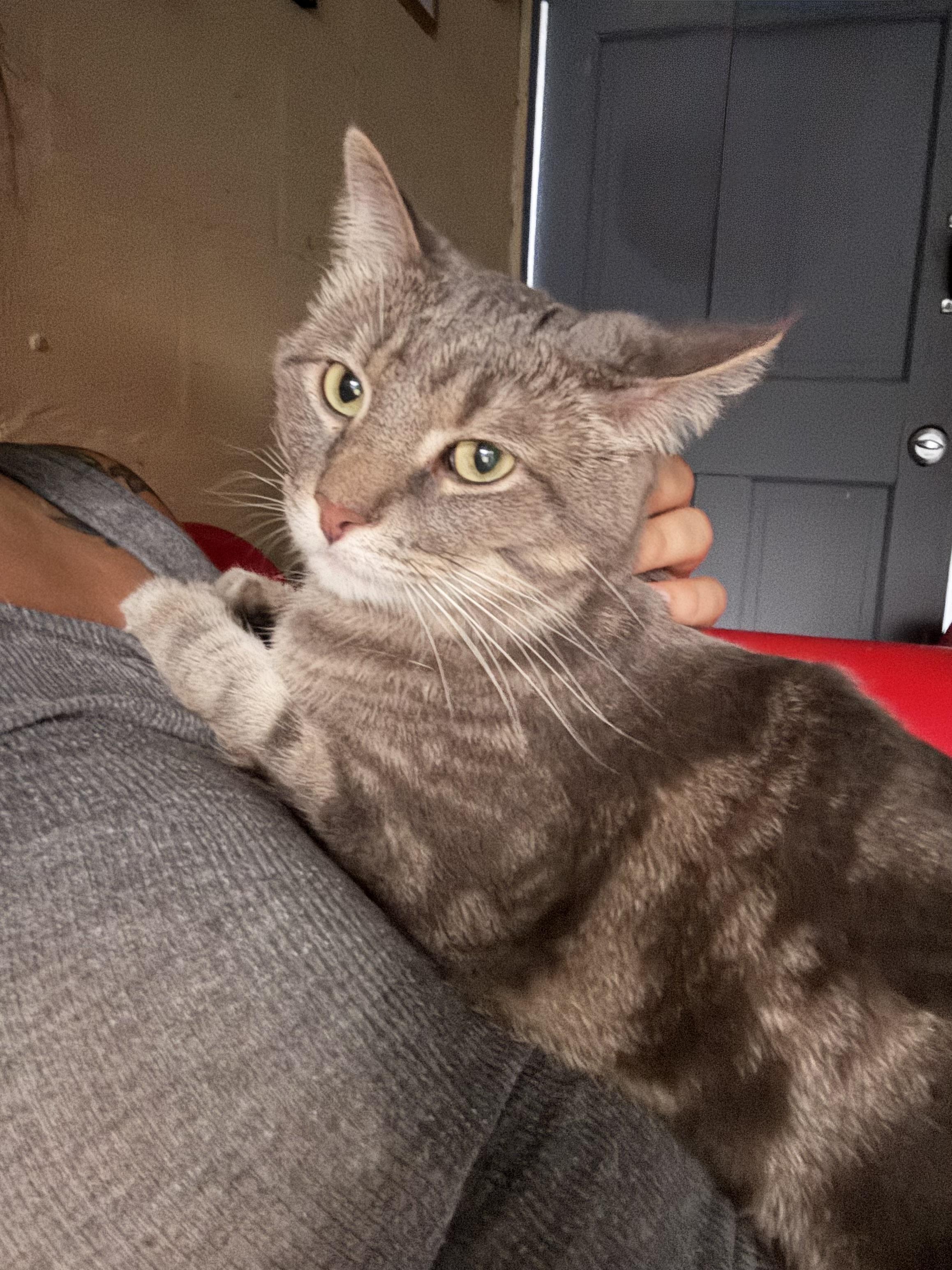 Zeus, a Adoptable mixed breed in largo, FL image 5/5