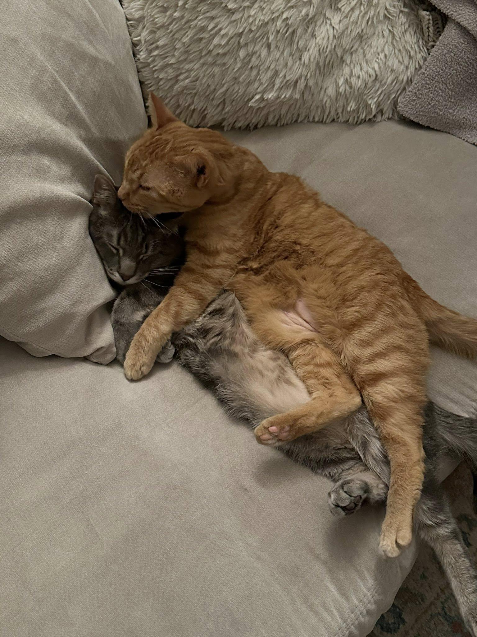 Zeus, a Adoptable mixed breed in largo, FL image 1/5