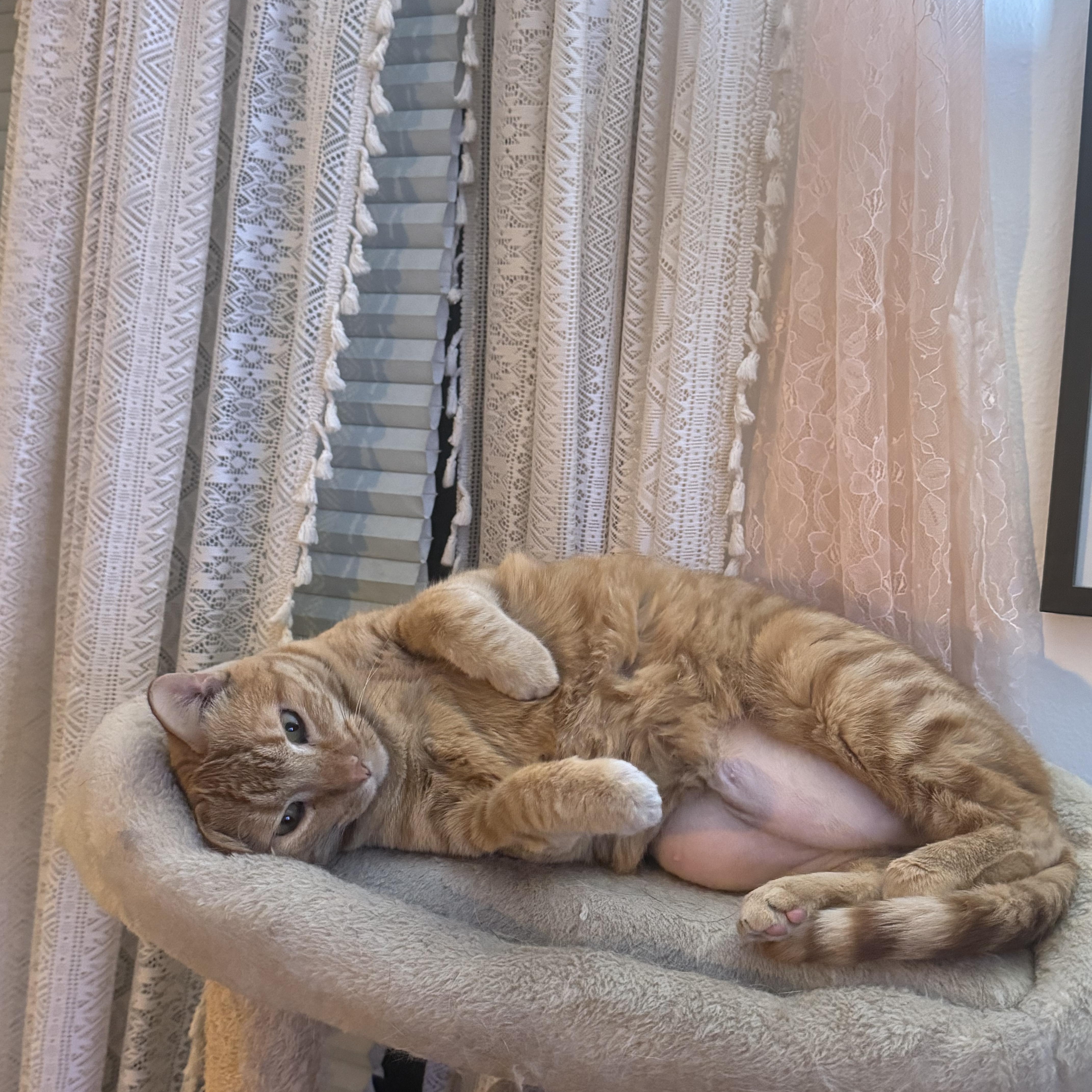 Zeus, a Adoptable mixed breed in largo, FL image 3/5