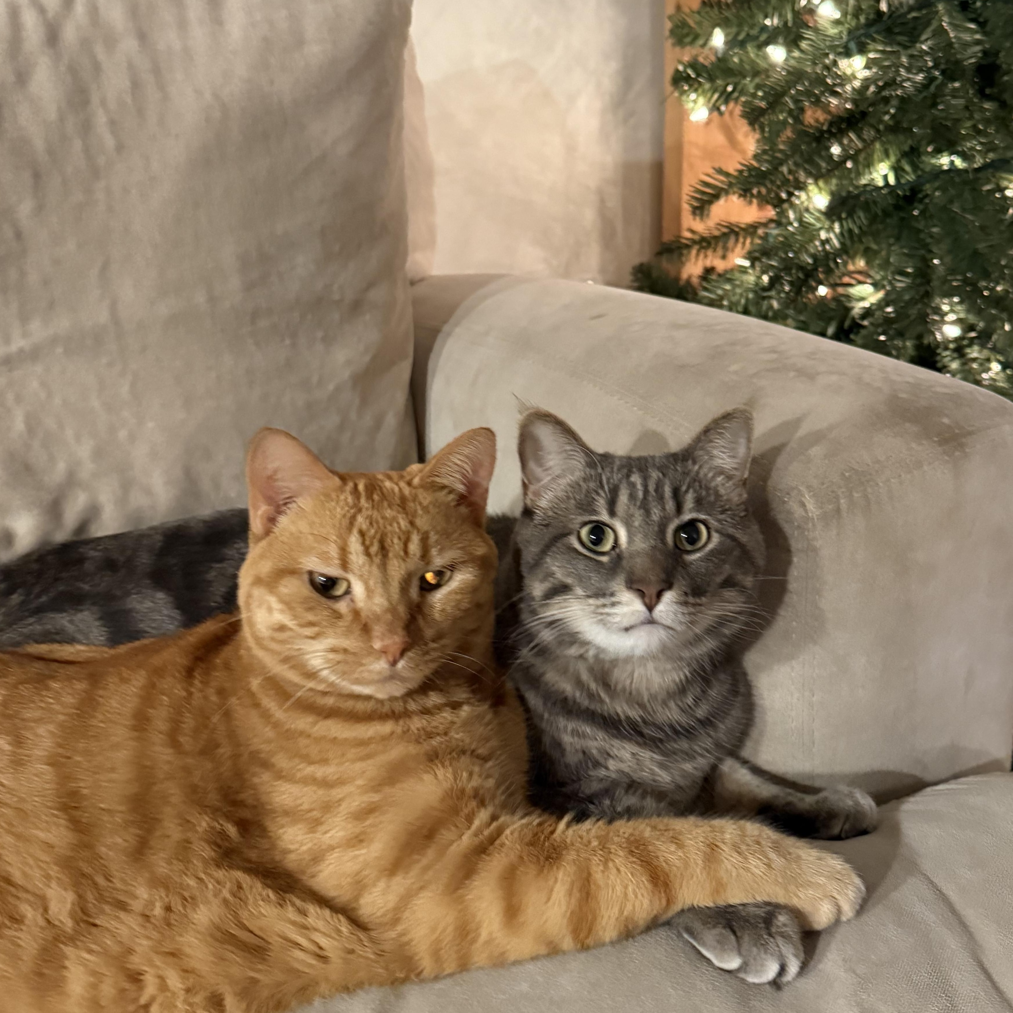 Zeus, Adoptable, Adult Male Bengal.