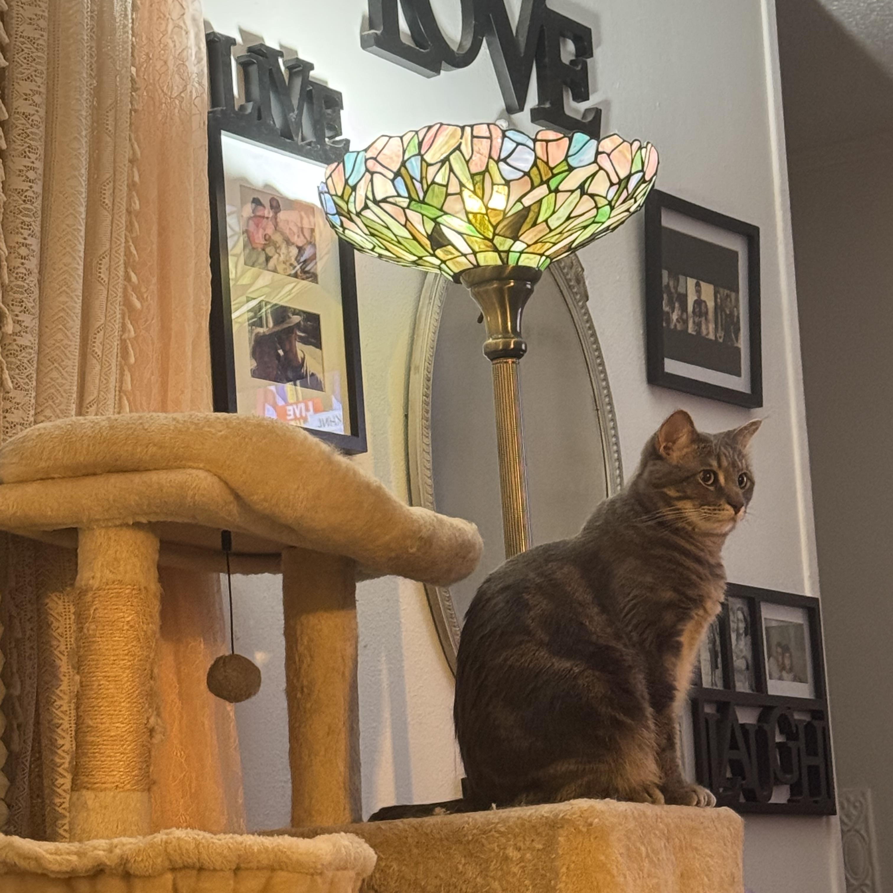 Zeus, a Adoptable mixed breed in largo, FL image 4/5