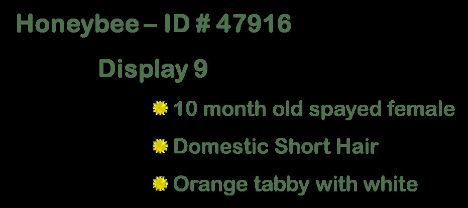 Cas, an adopted Domestic Short Hair in Suffolk, VA image 1/6