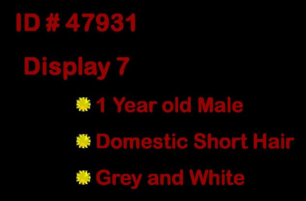 Cas, an adopted Domestic Short Hair in Suffolk, VA image 2/6