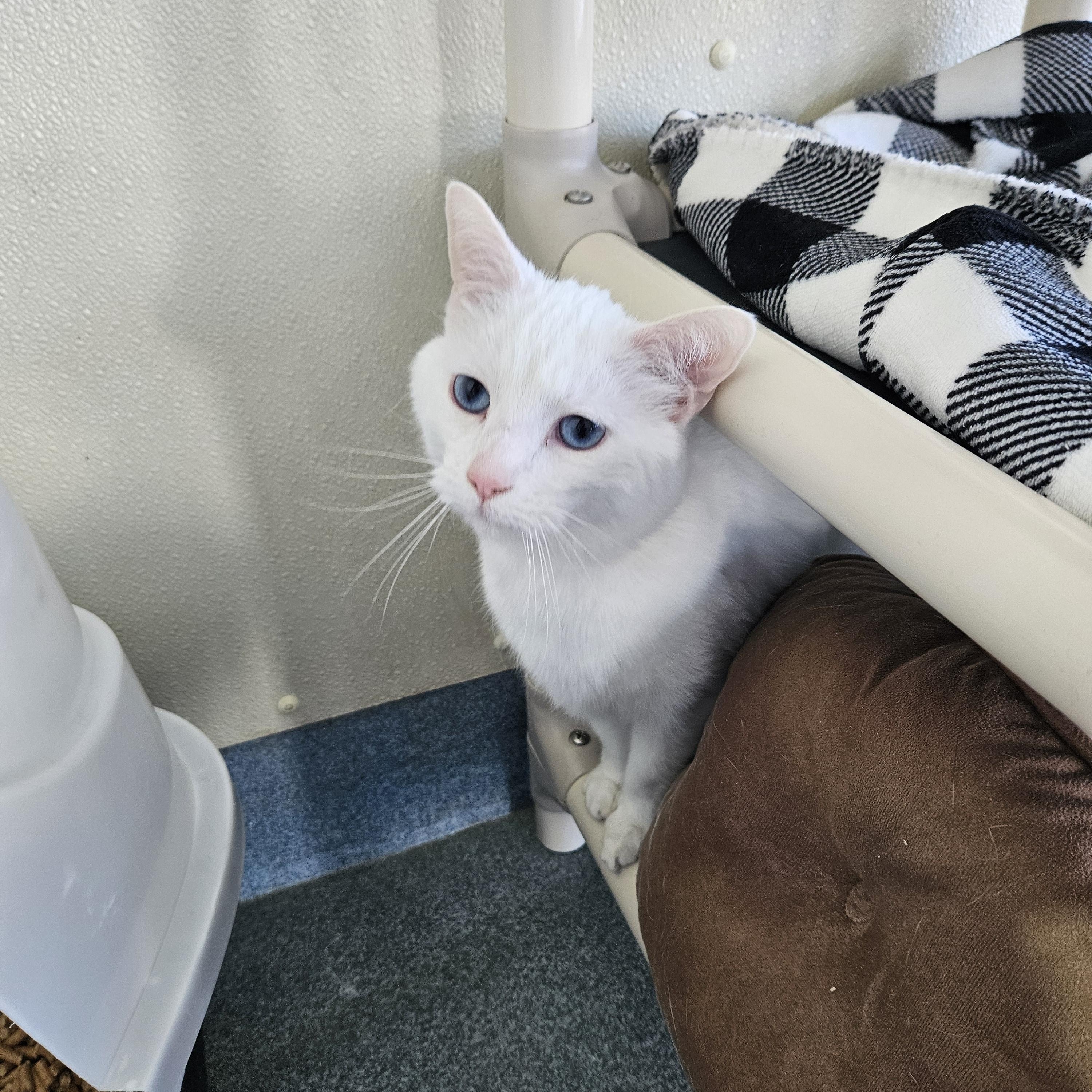 Cas, adopted, Adult Male Domestic Short Hair.