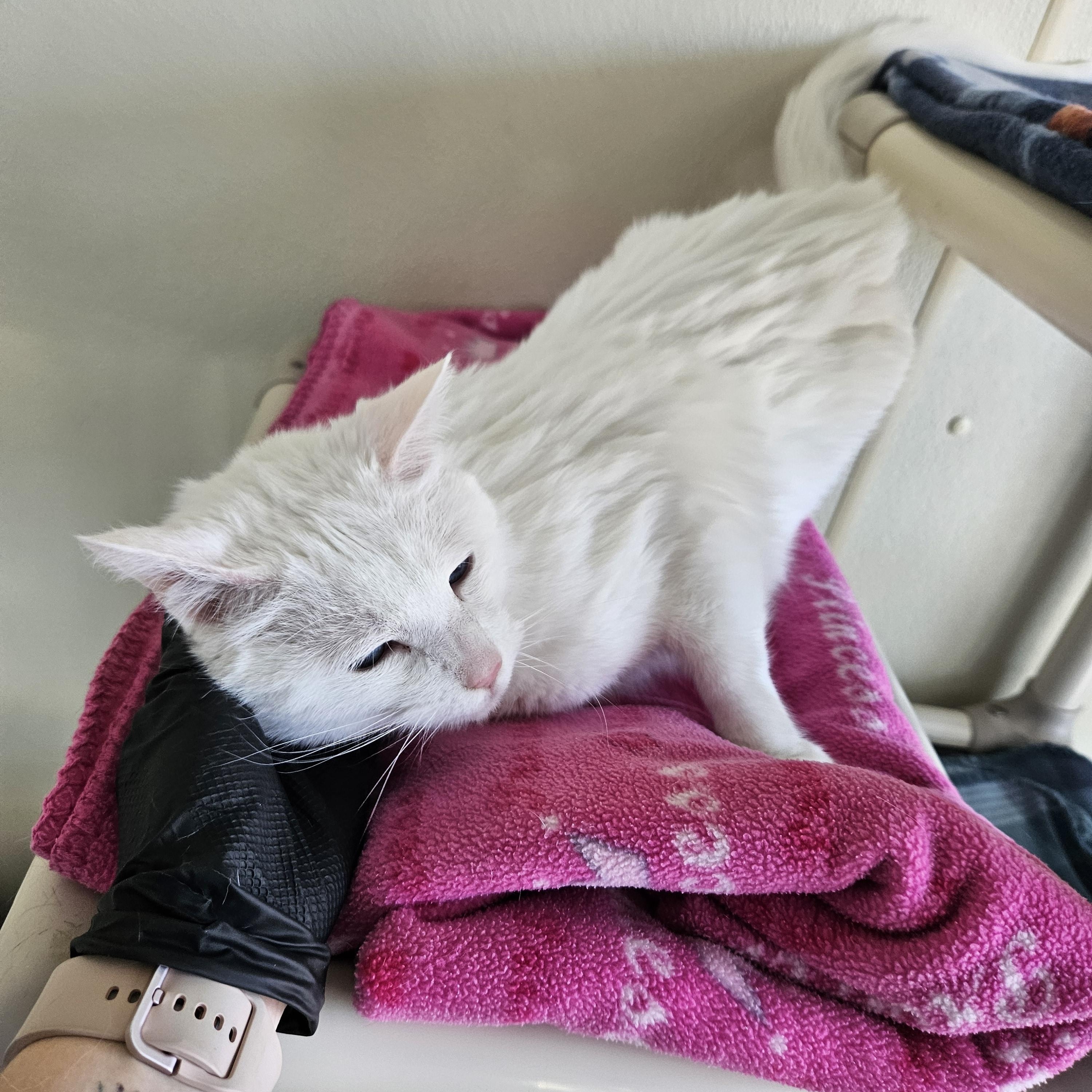 Cas, an adopted Domestic Short Hair in Suffolk, VA image 6/6