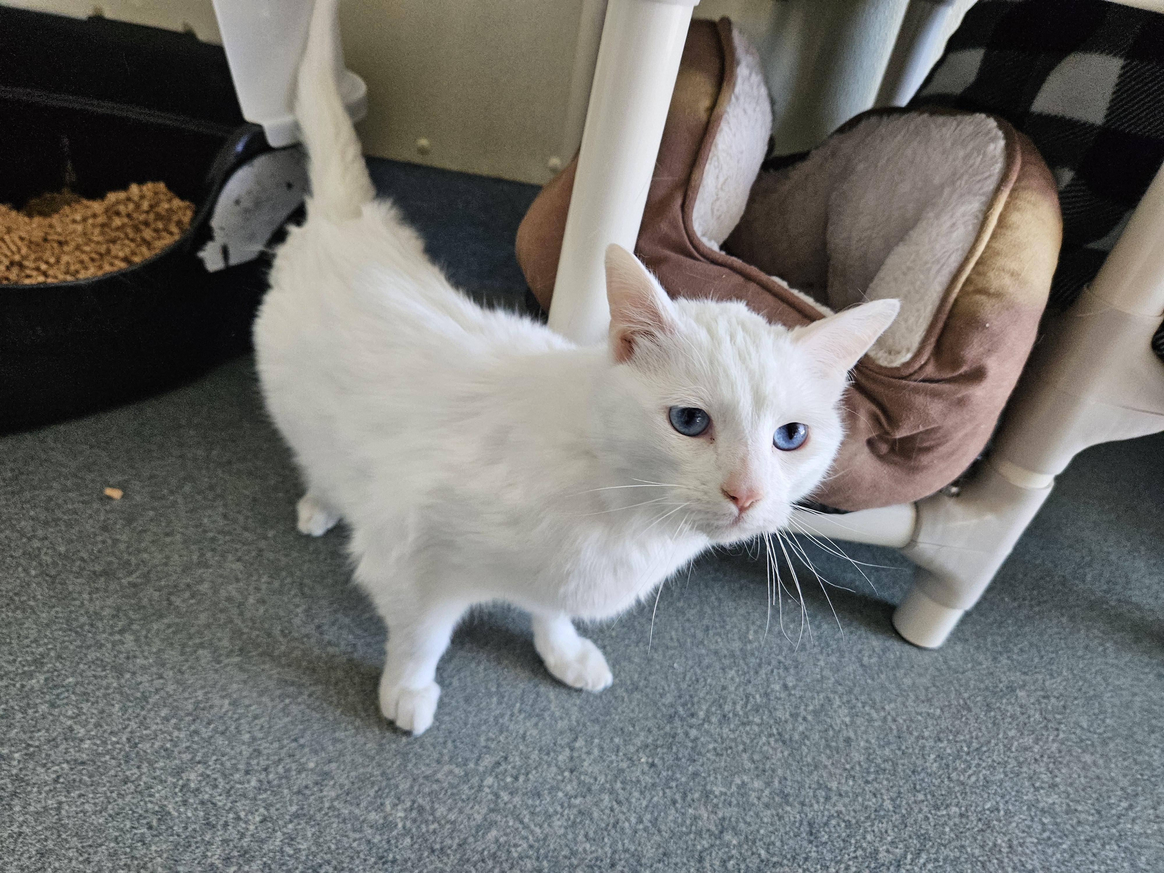 Cas, an adopted Domestic Short Hair in Suffolk, VA image 5/6