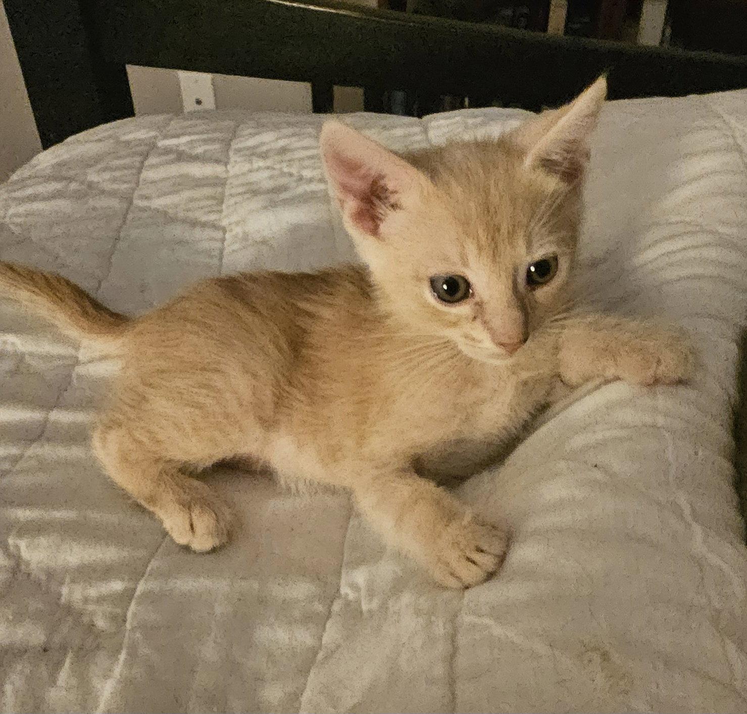 Enlarge Brooks 7.28.26, a Adoptable Domestic Short Hair in Apopka, FL image 1/3