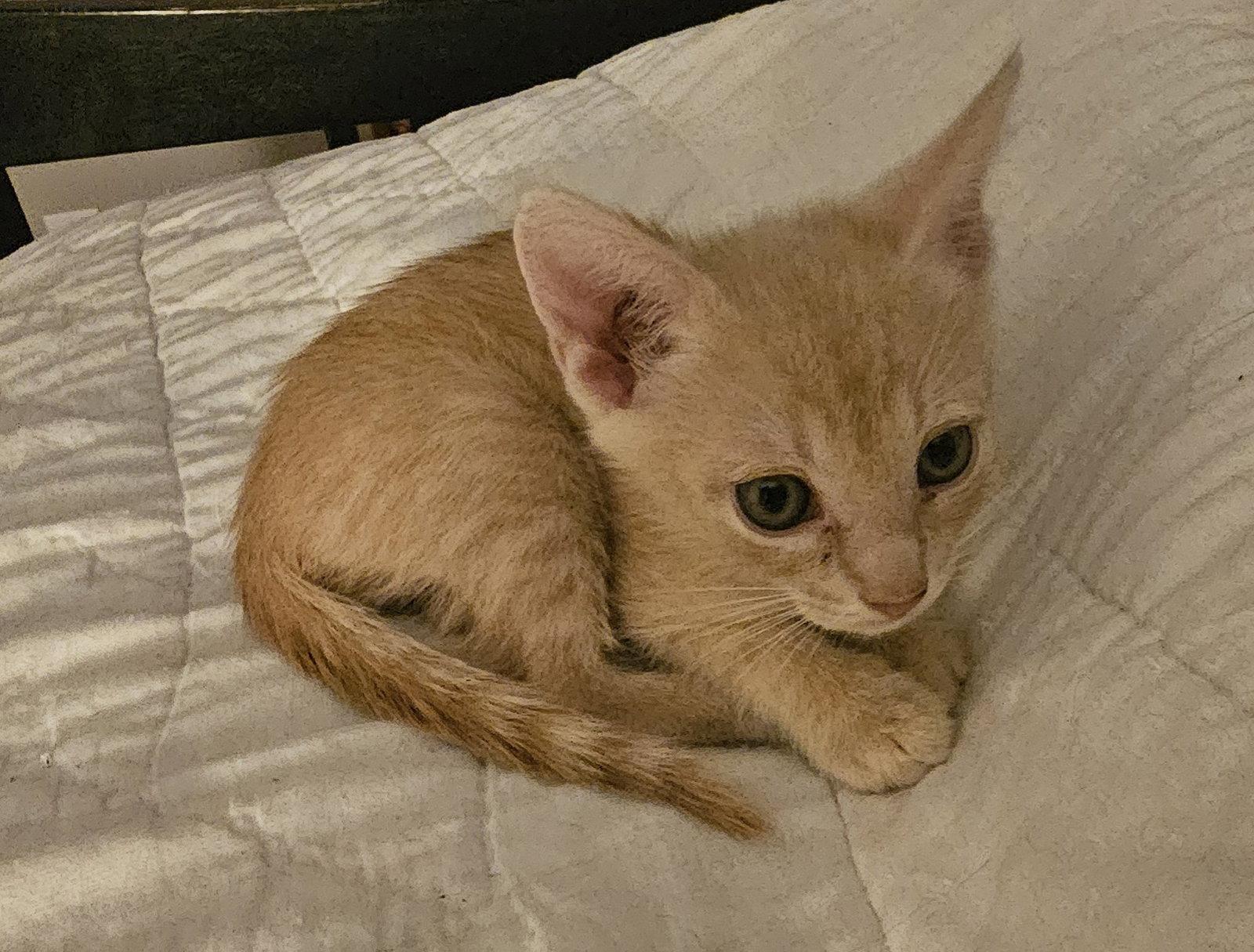 Enlarge Brooks 7.28.26, a Adoptable Domestic Short Hair in Apopka, FL image 2/3