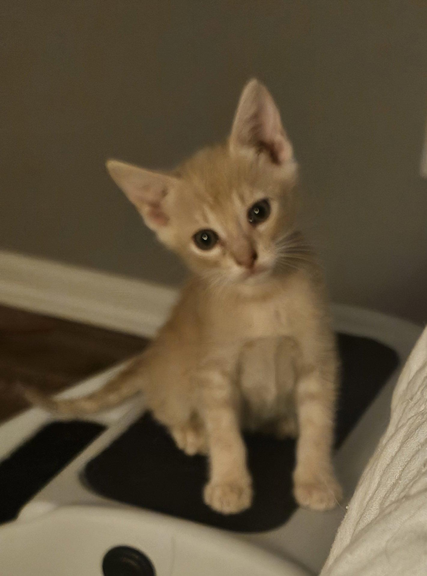 Enlarge Brooks 7.28.26, a Adoptable Domestic Short Hair in Apopka, FL image 3/3